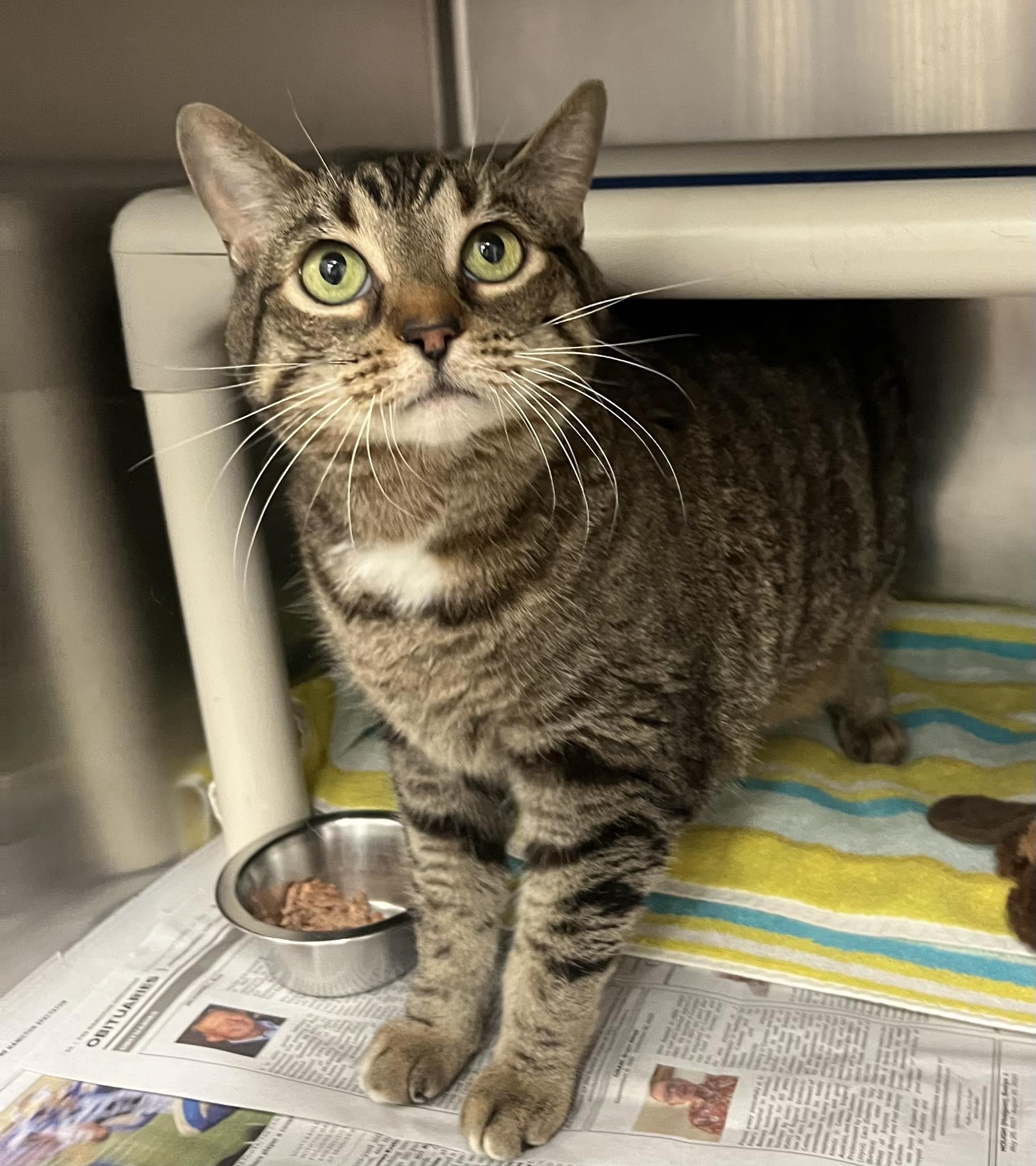 Enlarge GOLIATH, a Adoptable Domestic Short Hair in Toronto, ON image 2/2