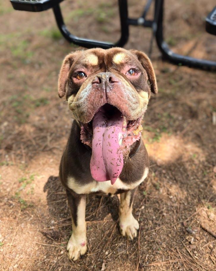 Enlarge Bentley, a Adoptable mixed breed in Douglasville, GA image 1/4