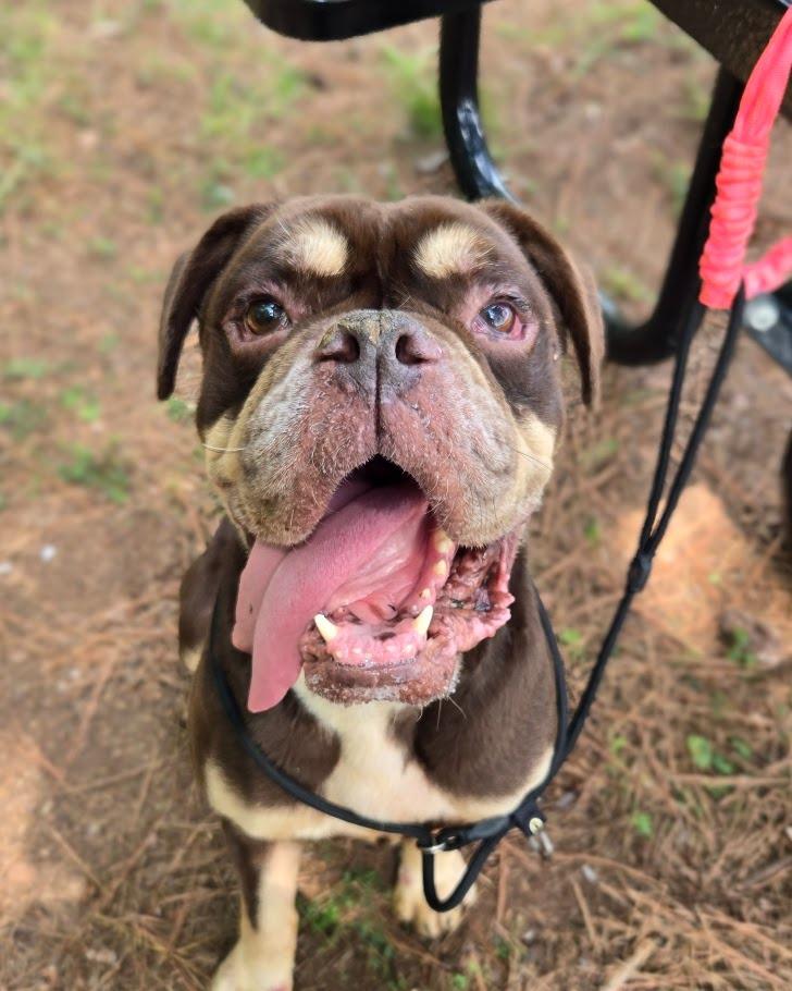 Enlarge Bentley, a Adoptable mixed breed in Douglasville, GA image 2/4
