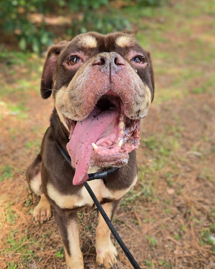 Enlarge Bentley, a Adoptable mixed breed in Douglasville, GA image 3/4