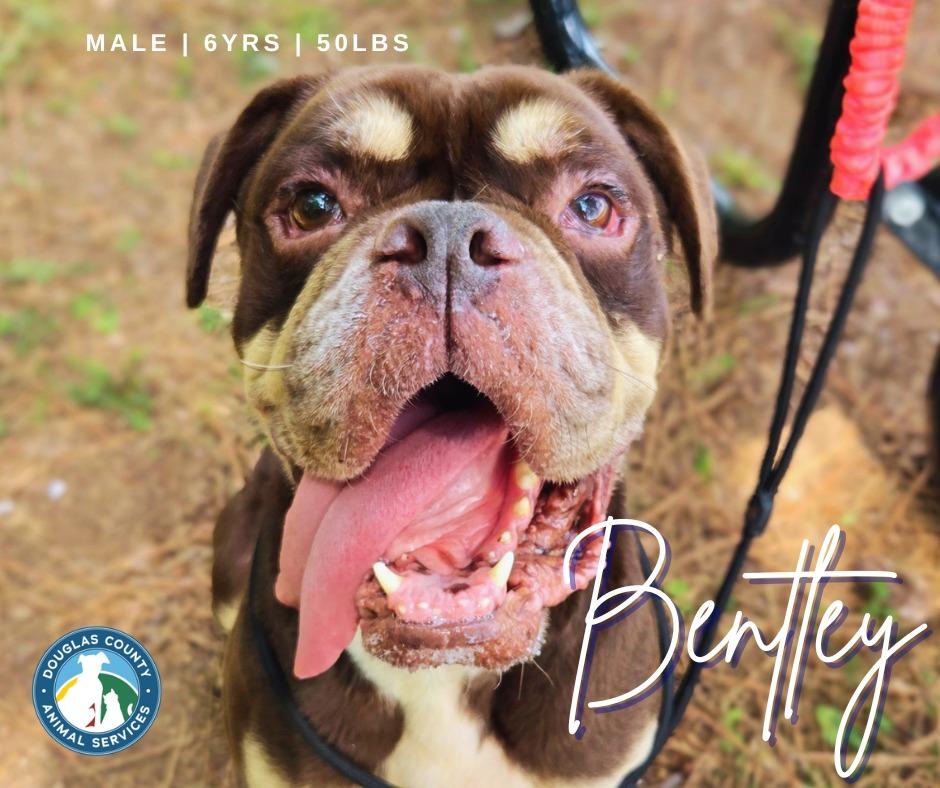 Enlarge Bentley, a Adoptable mixed breed in Douglasville, GA image 4/4