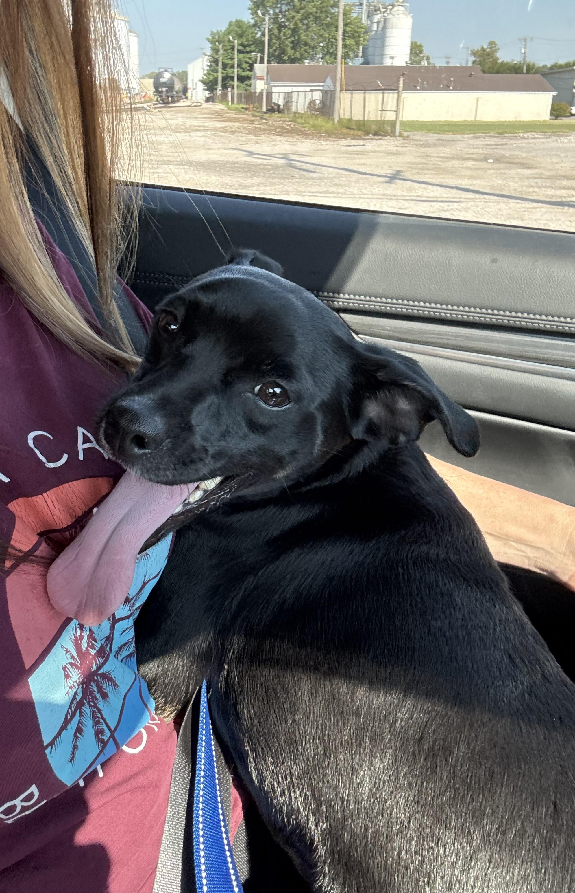 Enlarge Tank, a Adoptable mixed breed in Owensboro, KY image 2/2