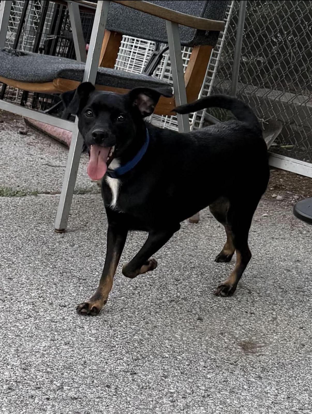 Tank, Adoptable, Young Male Terrier.