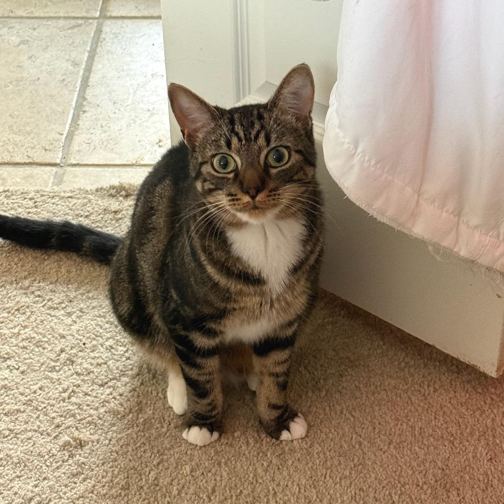 Enlarge Artie, a Adoptable Domestic Short Hair in Bentonville, AR image 1/5