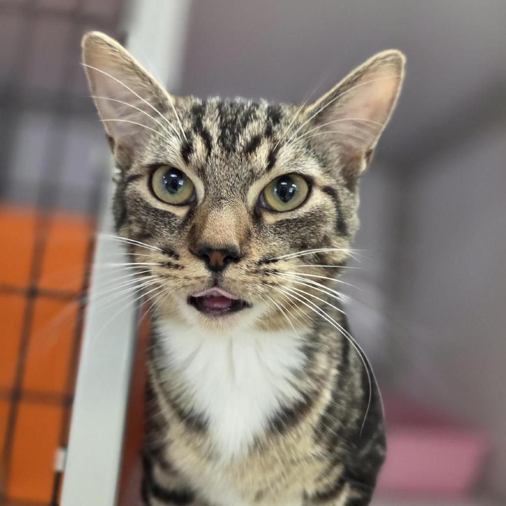 Enlarge Artie, a Adoptable Domestic Short Hair in Bentonville, AR image 2/5