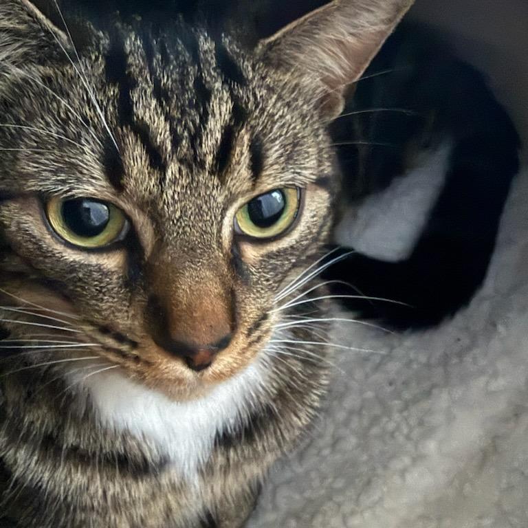 Enlarge Artie, a Adoptable Domestic Short Hair in Bentonville, AR image 3/5