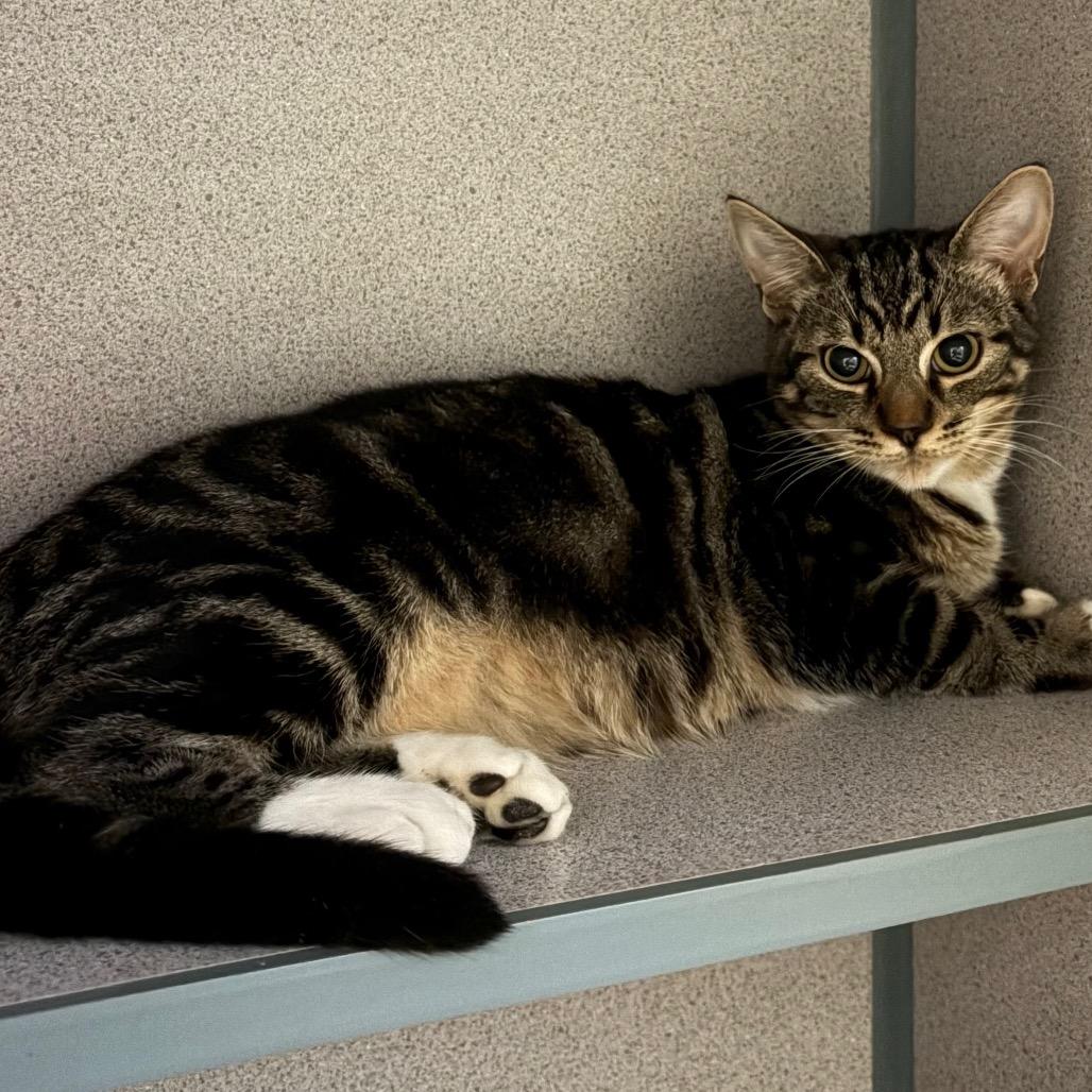 Enlarge Artie, a Adoptable Domestic Short Hair in Bentonville, AR image 4/5