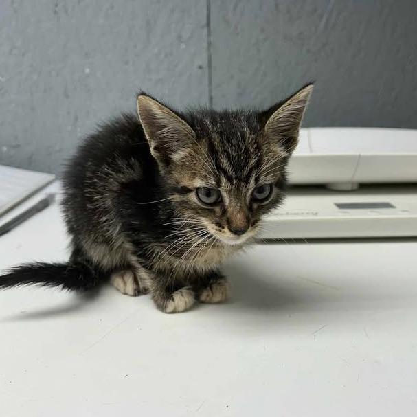 Enlarge Artie, a Adoptable Domestic Short Hair in Bentonville, AR image 5/5