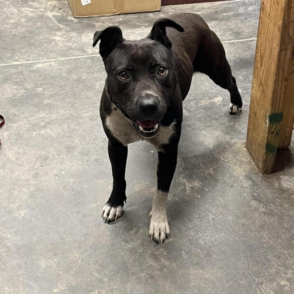 Enlarge Sassy, a ADOPTABLE Mixed Breed in Mullins, SC image 1/1