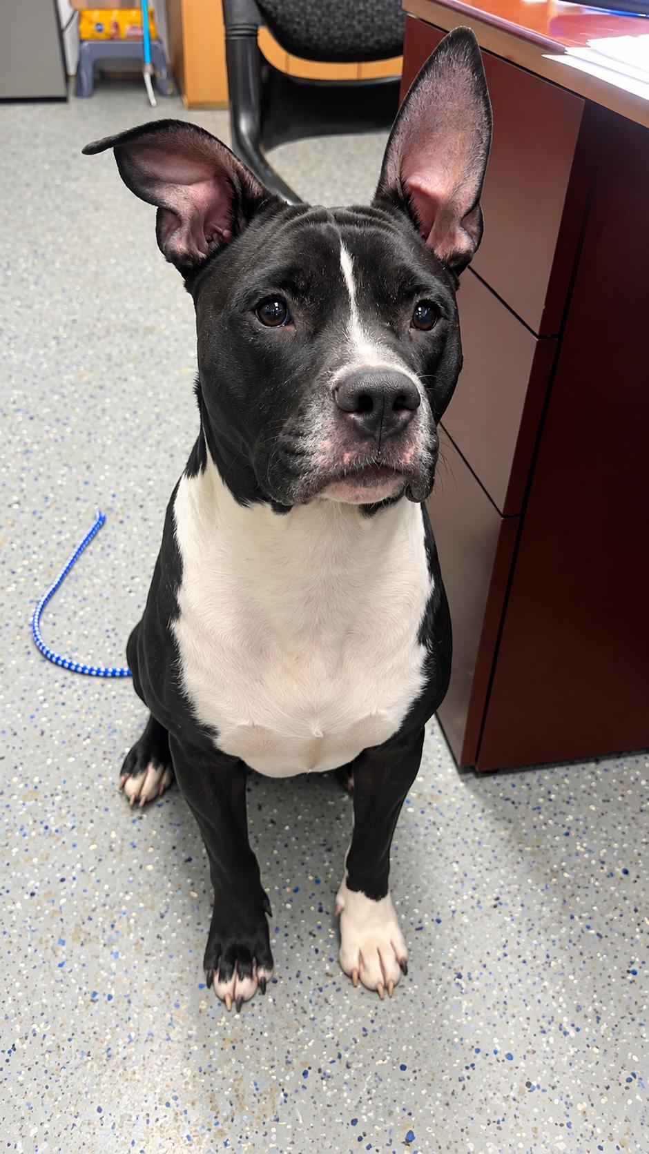 Enlarge Chief, a Adoptable Pit Bull Terrier in Jeffersonville, IN image 1/1