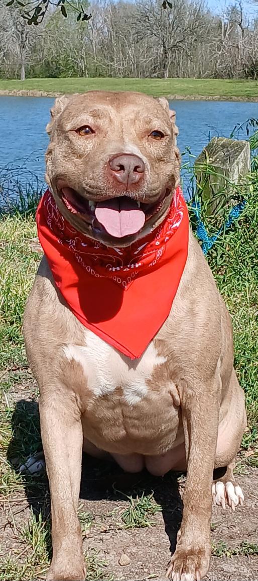 Enlarge Ally - darling girl!!! (NY-077156), a Adoptable mixed breed in Brewster, NY image 5/6