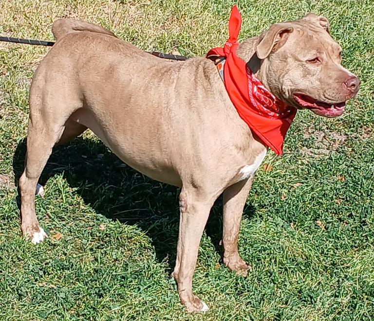 Enlarge Ally - darling girl!!! (NY-077156), a Adoptable mixed breed in Brewster, NY image 6/6