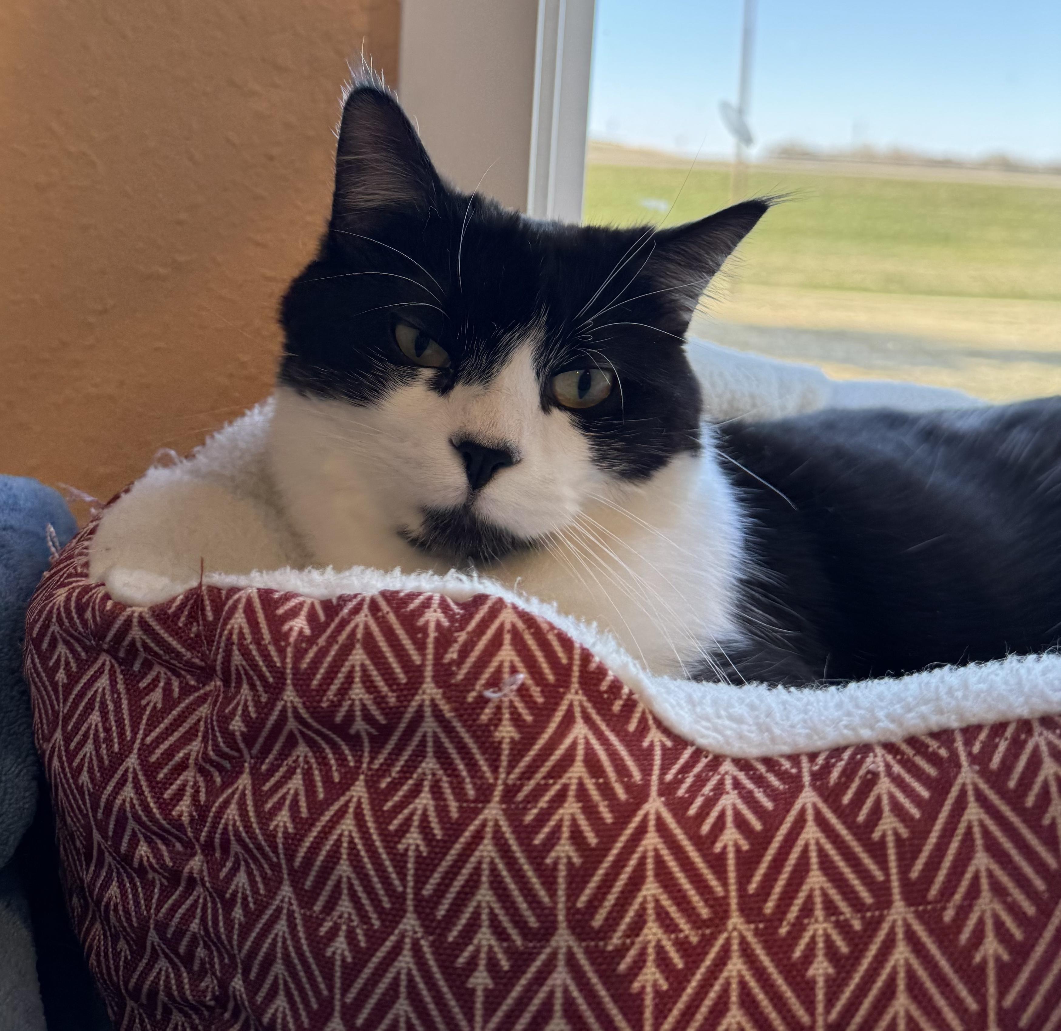 Enlarge George, an adoptable Domestic Short Hair in Jamestown, ND image 2/2