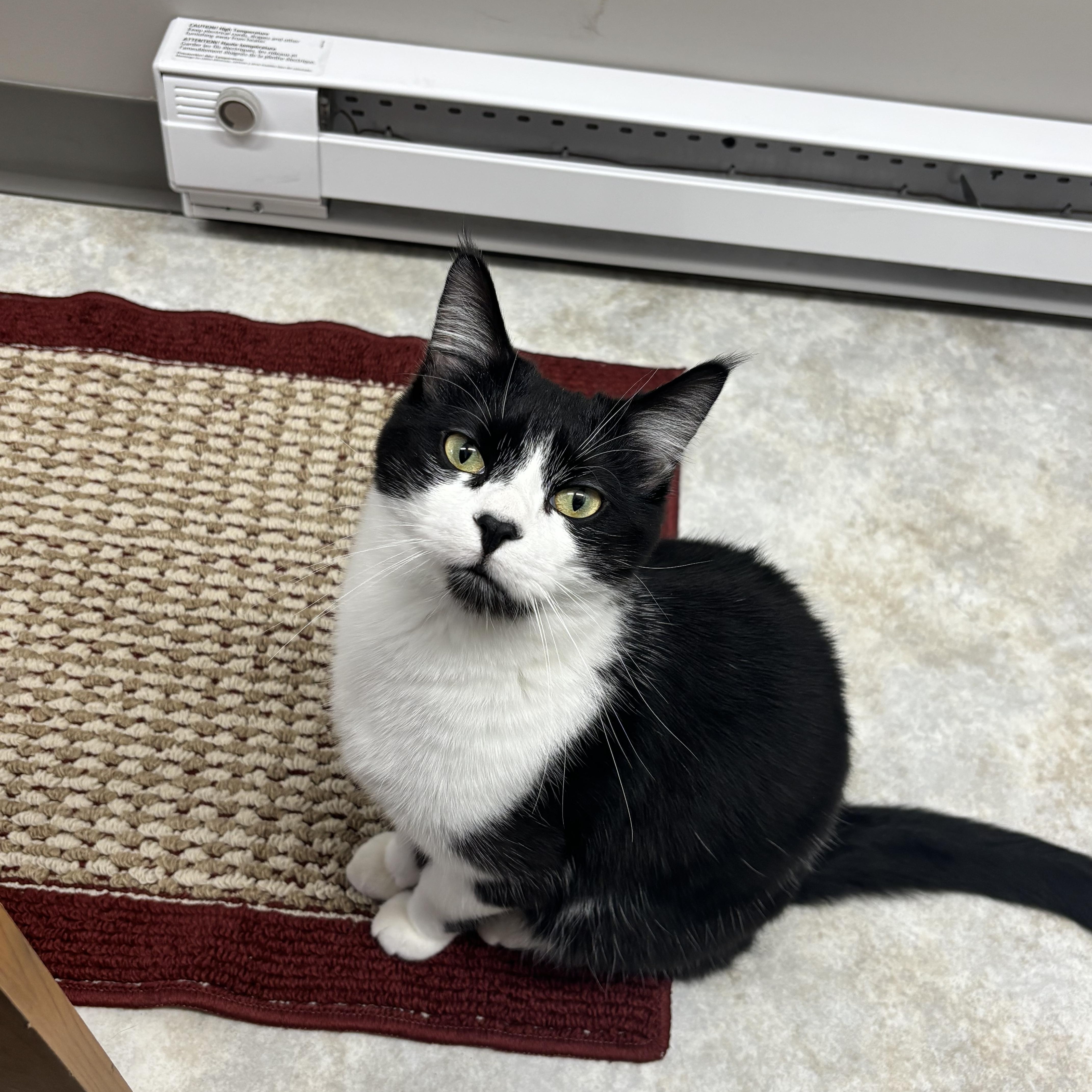 Enlarge George, an adoptable Domestic Short Hair in Jamestown, ND image 1/2