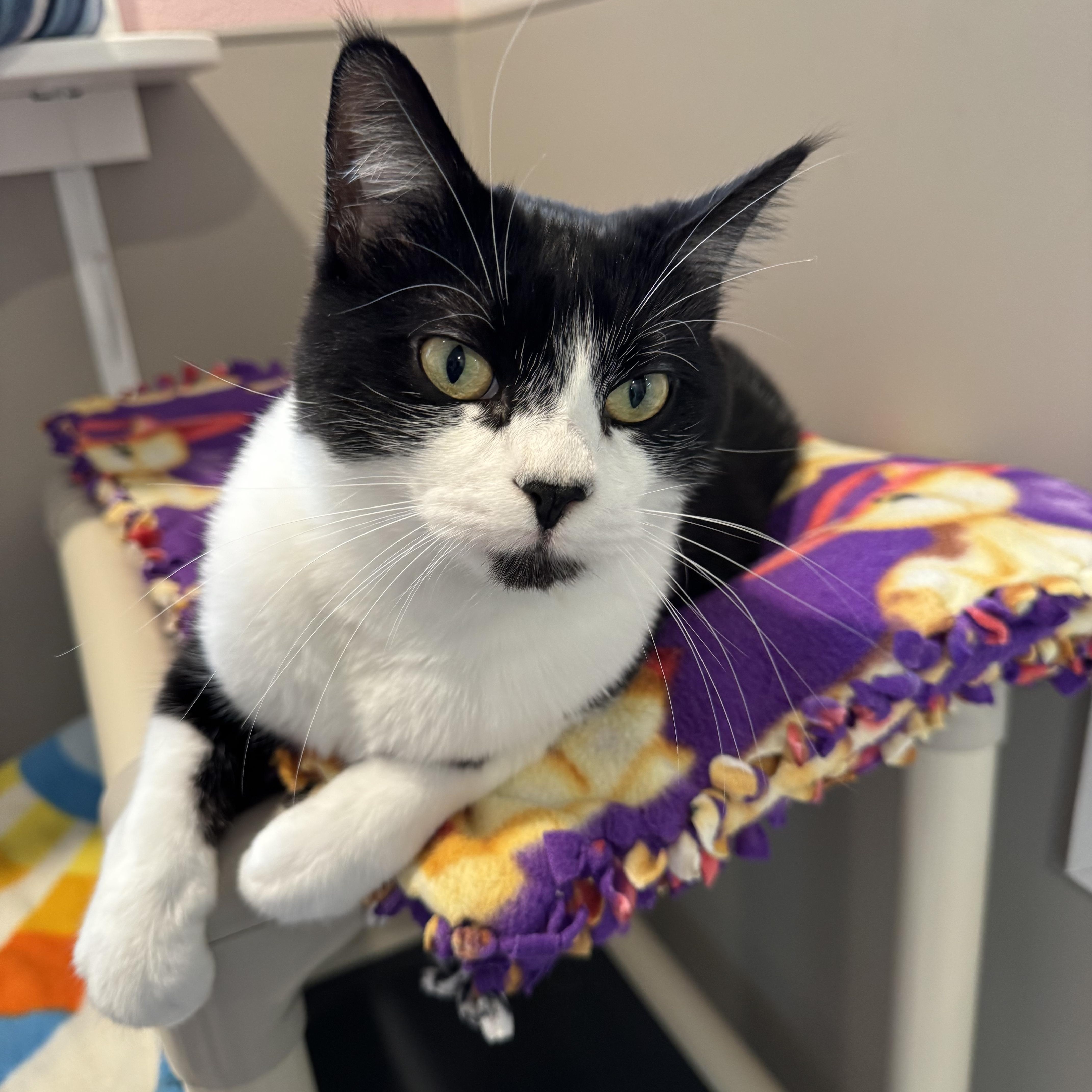 George, adoptable, Adult Male Domestic Short Hair.