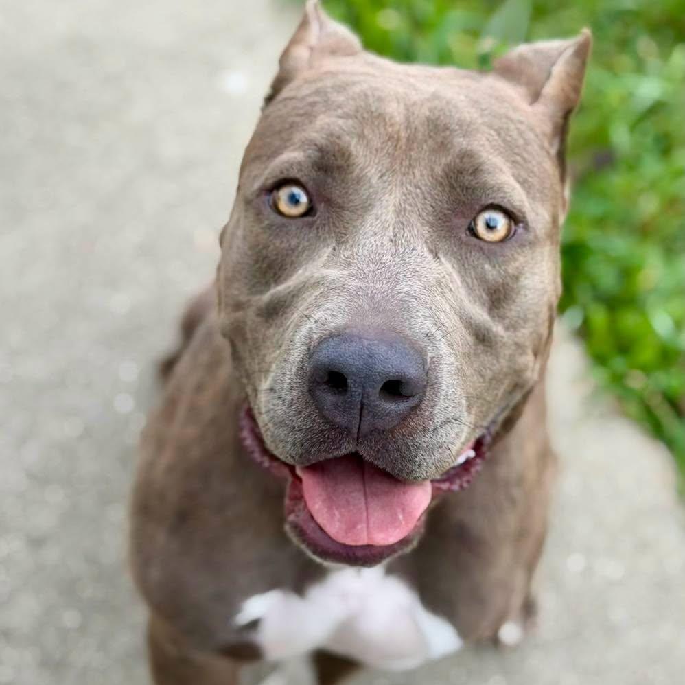 Enlarge Vesper, a Adopted Pit Bull Terrier in Effingham, IL image 2/2