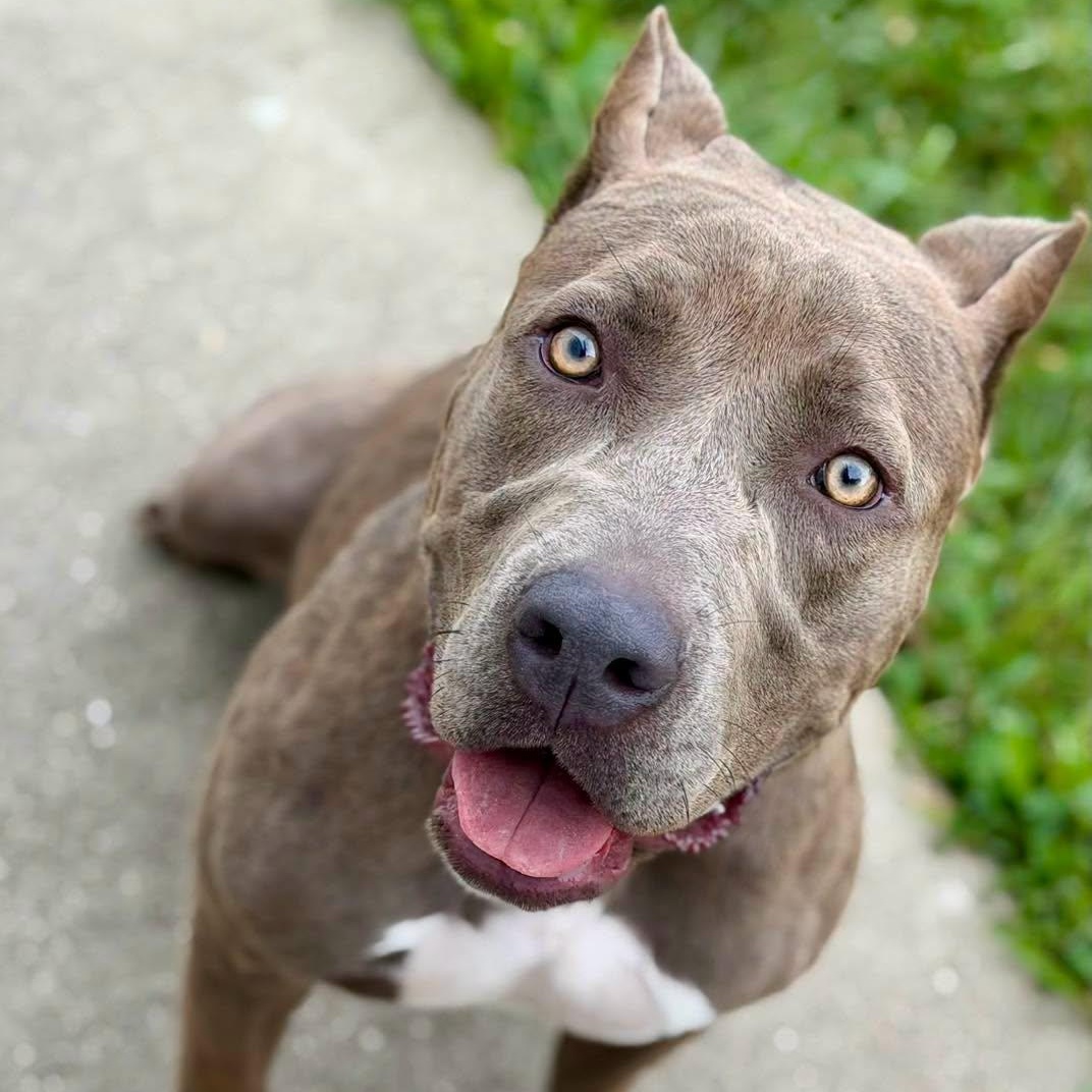Vesper, Adopted, Young Female Pit Bull Terrier.