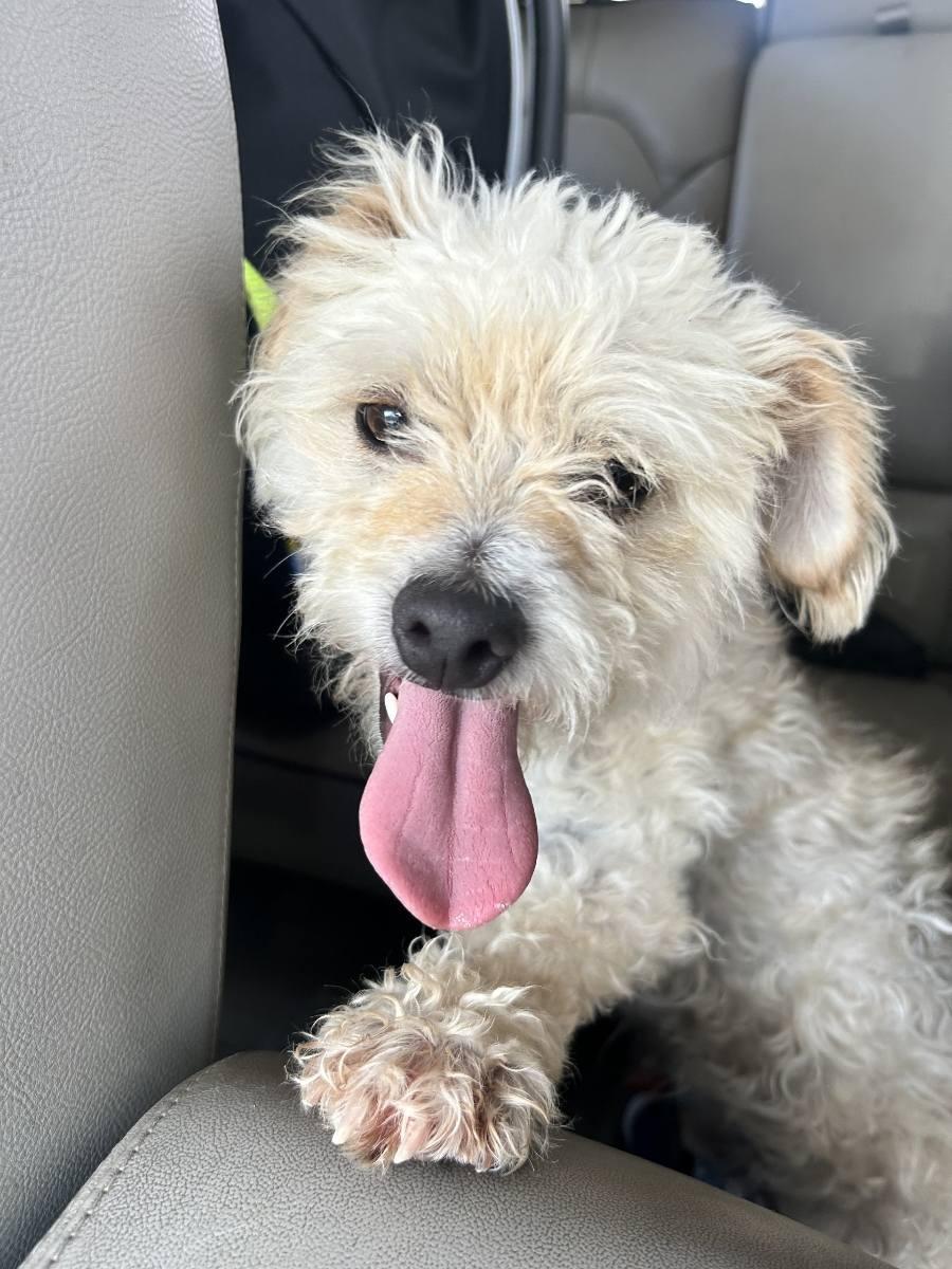 Enlarge Ollie, a ADOPTABLE Terrier in Colleyville, TX image 3/6