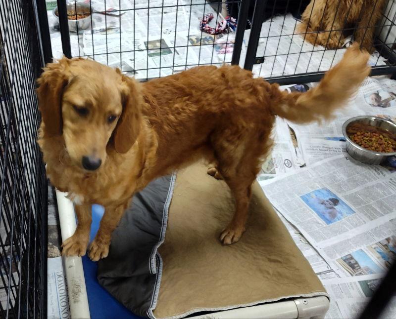 Shyla, Adoptable, Young Female Golden Retriever & Poodle.