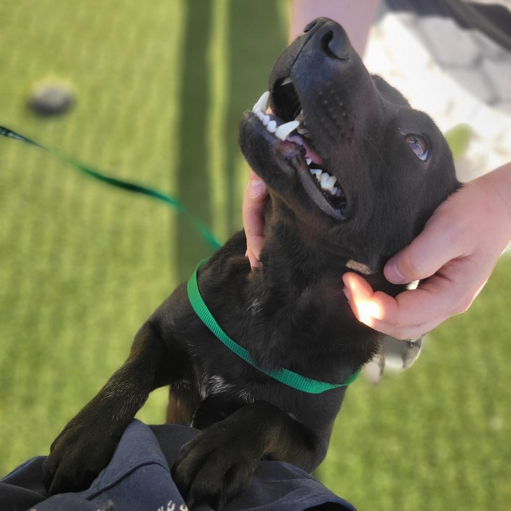 North, Adoptable, Adult Female Shiba Inu.