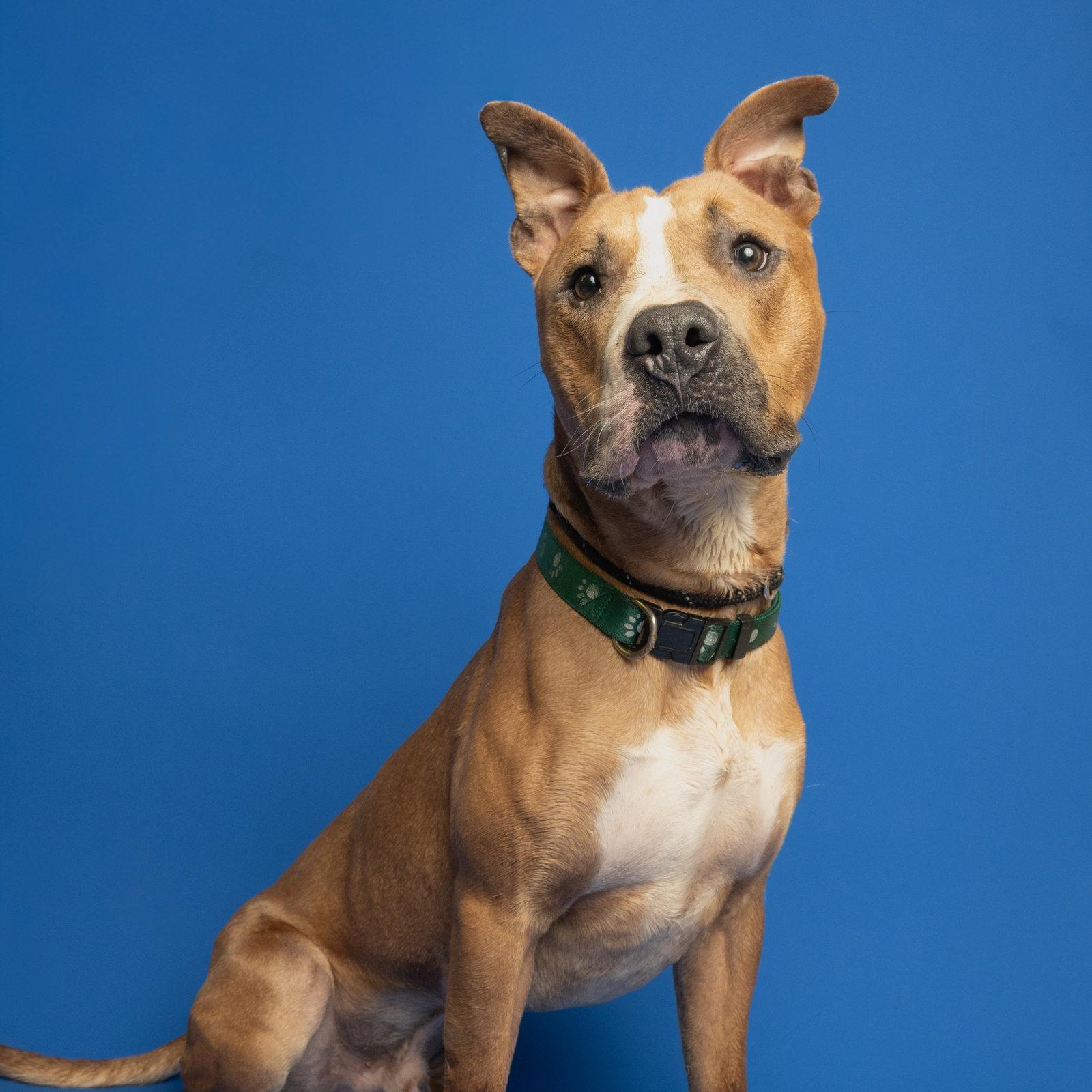 Enlarge Dante, a Adoptable Pit Bull Terrier in Richardson, TX image 1/1