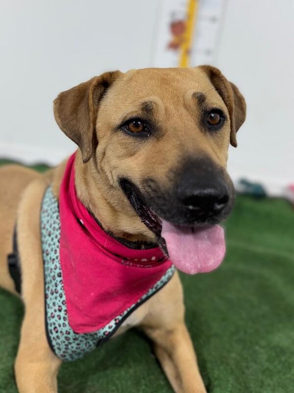 Enlarge Colby-One of our Amazing Rescue Dogs, a Adoptable mixed breed in Sparks, NV image 1/1