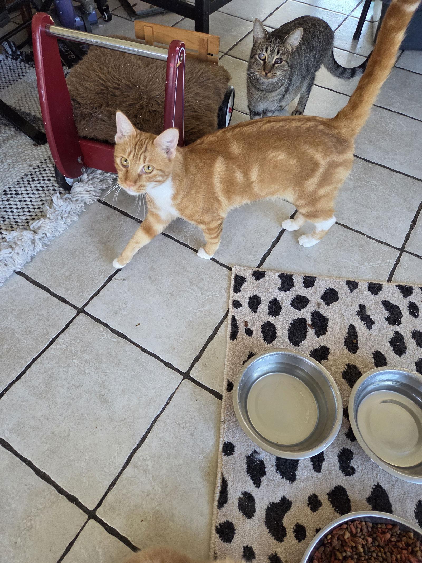 Jack O Lantern, Adoptable, Young Male Tabby.