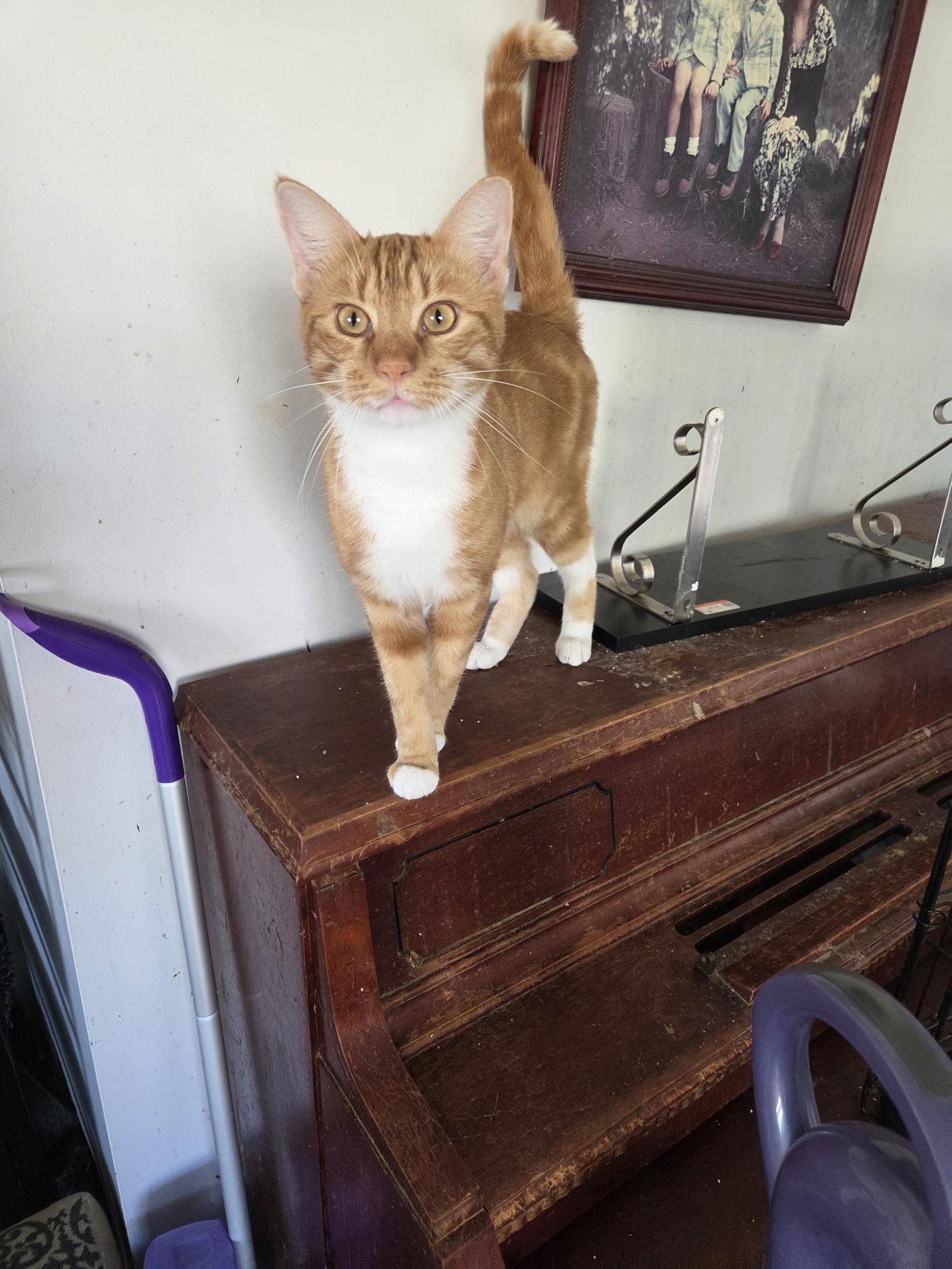 Enlarge Jack O Lantern, a Adoptable Tabby in Buena Park, CA image 2/3