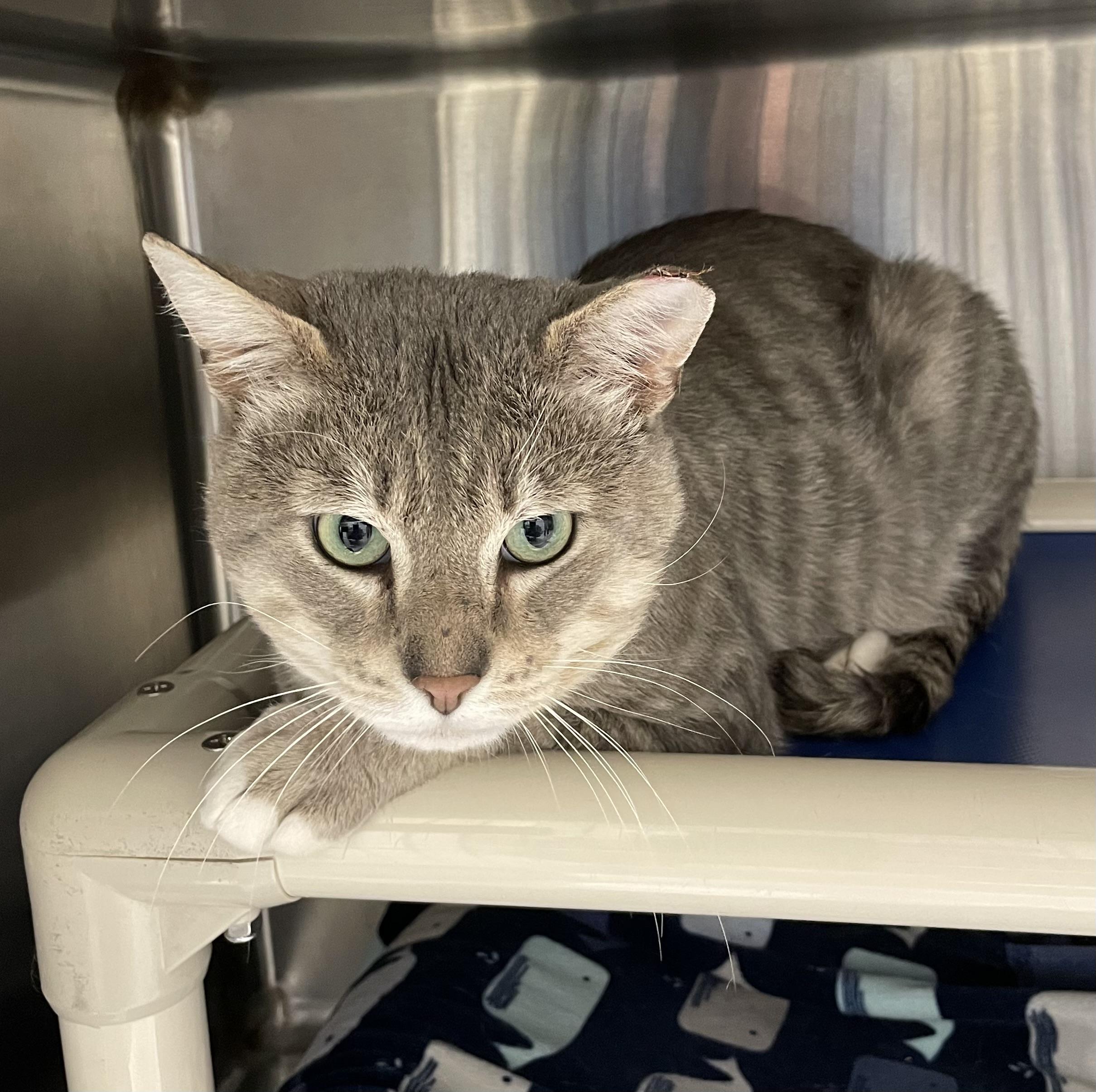 Enlarge Aspen, an adopted American Shorthair in North Kingstown, RI image 3/4