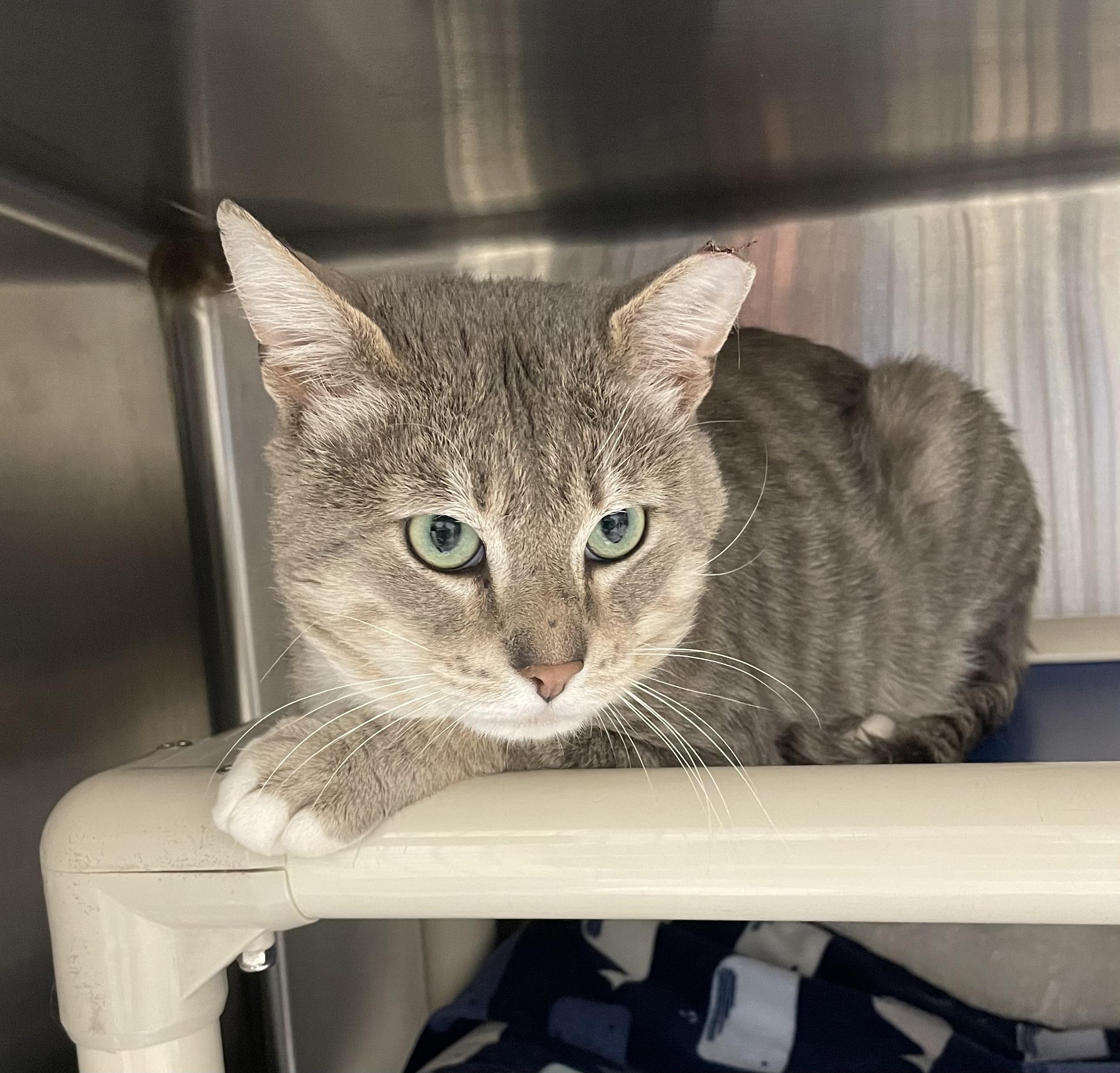 Enlarge Aspen, an adopted American Shorthair in North Kingstown, RI image 2/4