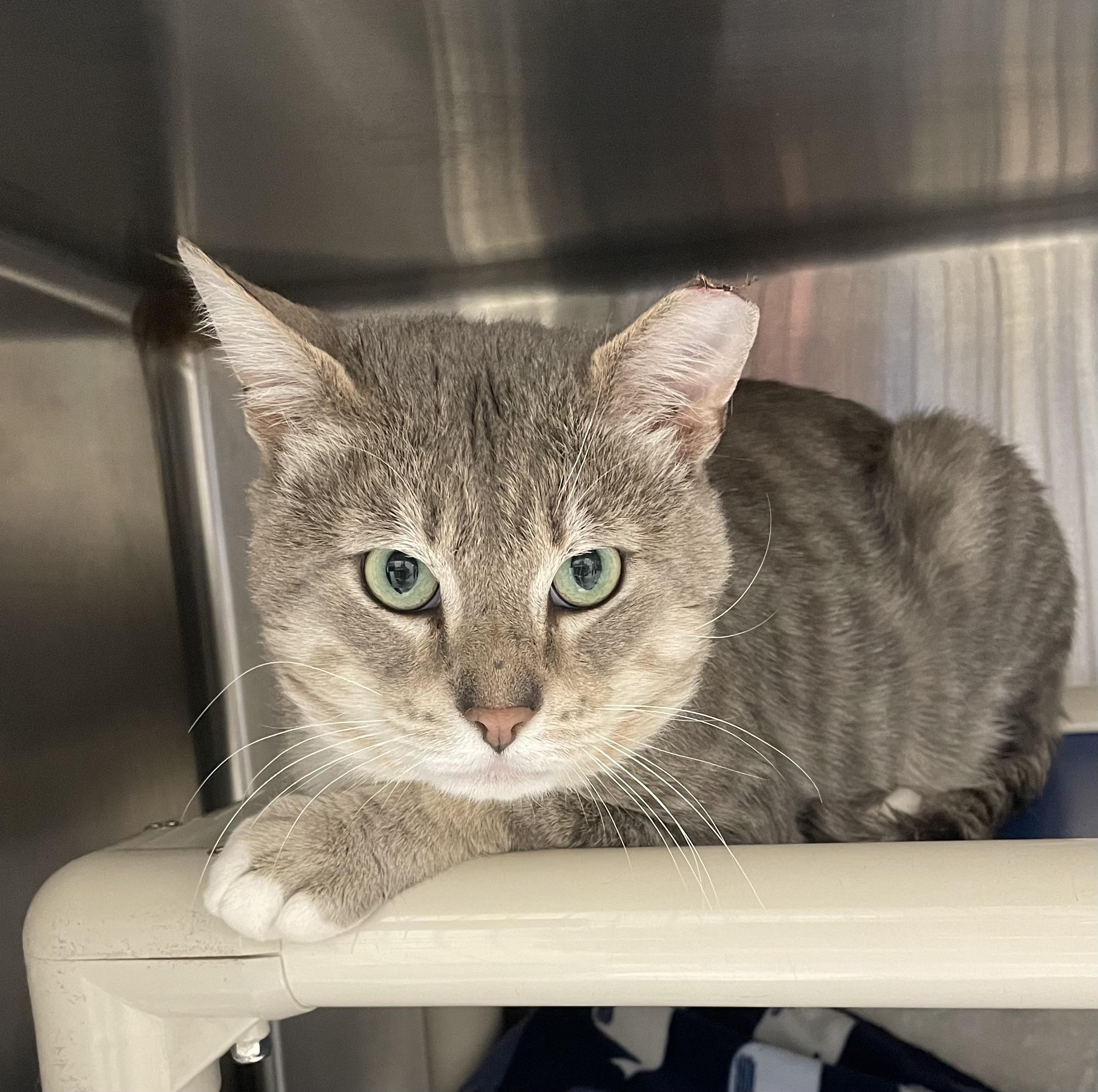 Enlarge Aspen, an adopted American Shorthair in North Kingstown, RI image 1/4