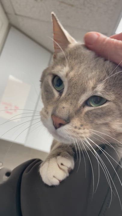 Enlarge Aspen, an adopted American Shorthair in North Kingstown, RI video 4/4