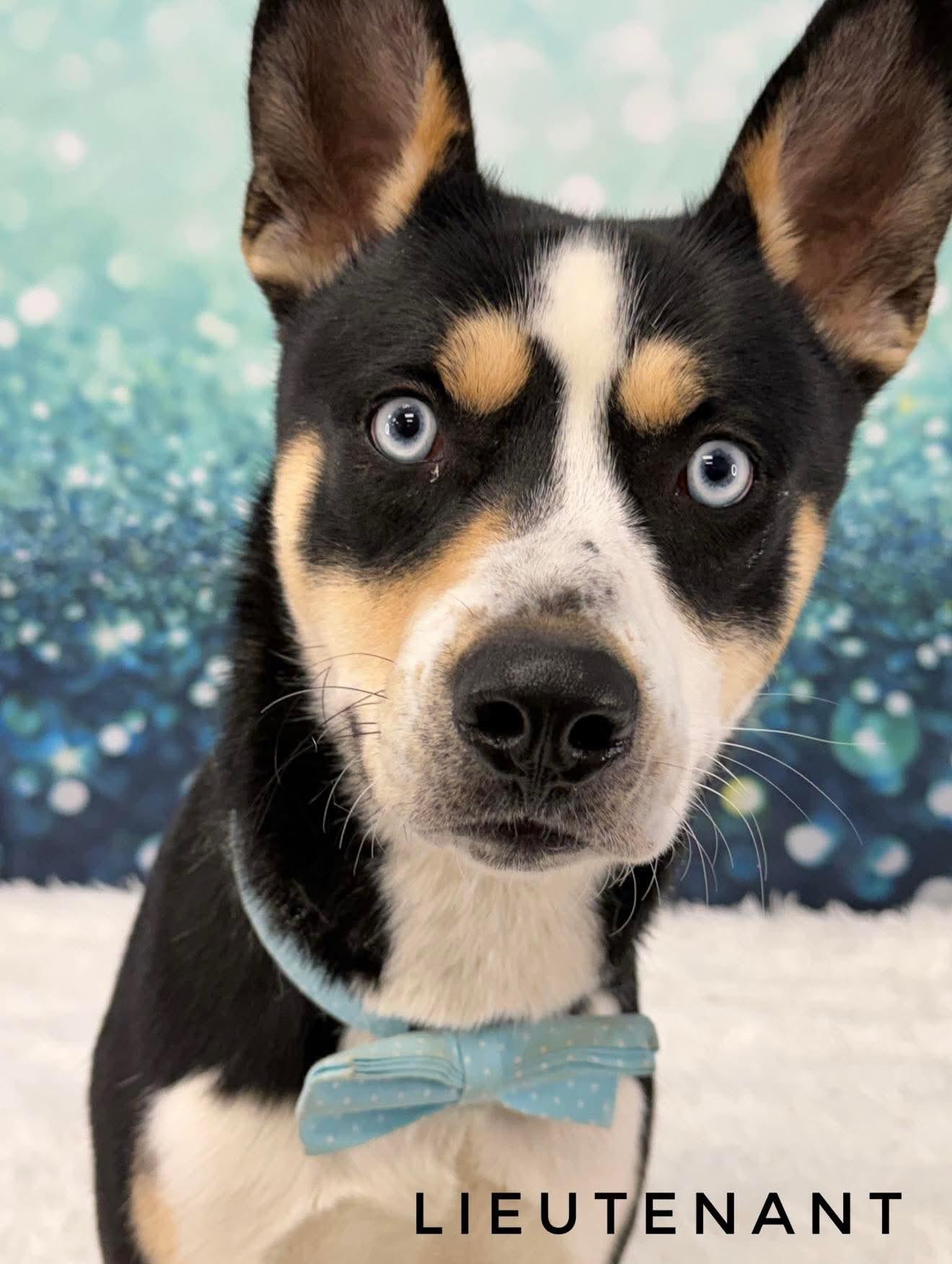 Lieutenant Columbo, ADOPTABLE, Adult Male Husky.