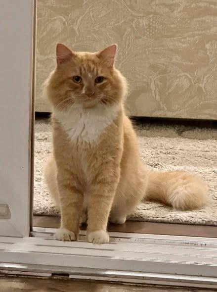 Gucci, Adoptable, Adult Male Domestic Medium Hair.