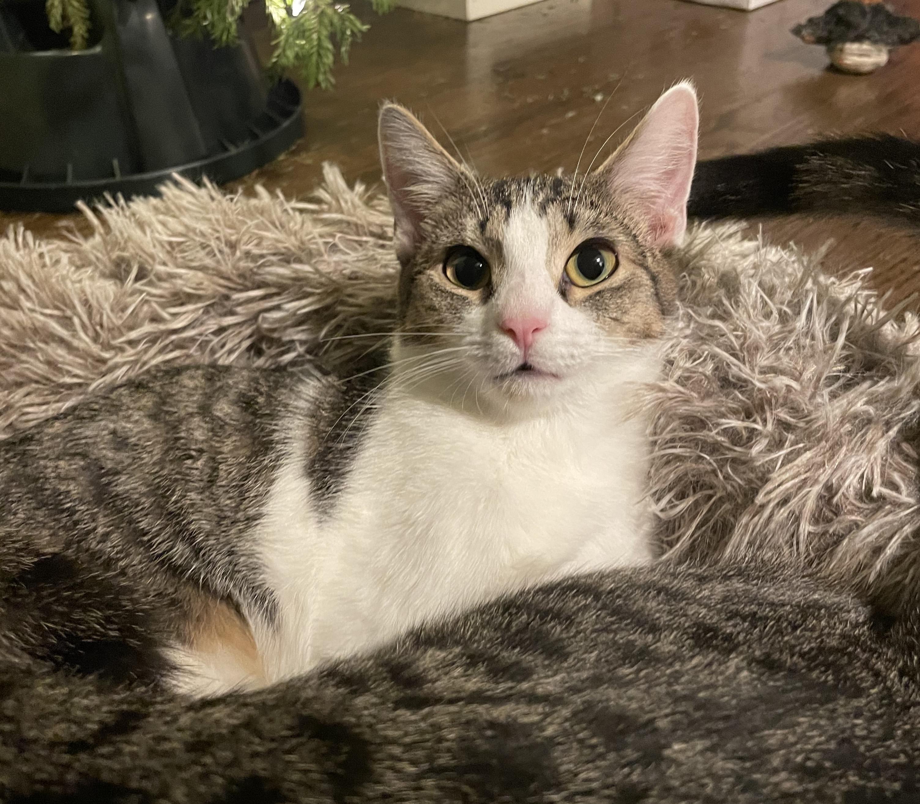 Winter, ADOPTABLE, Young Female Domestic Short Hair.