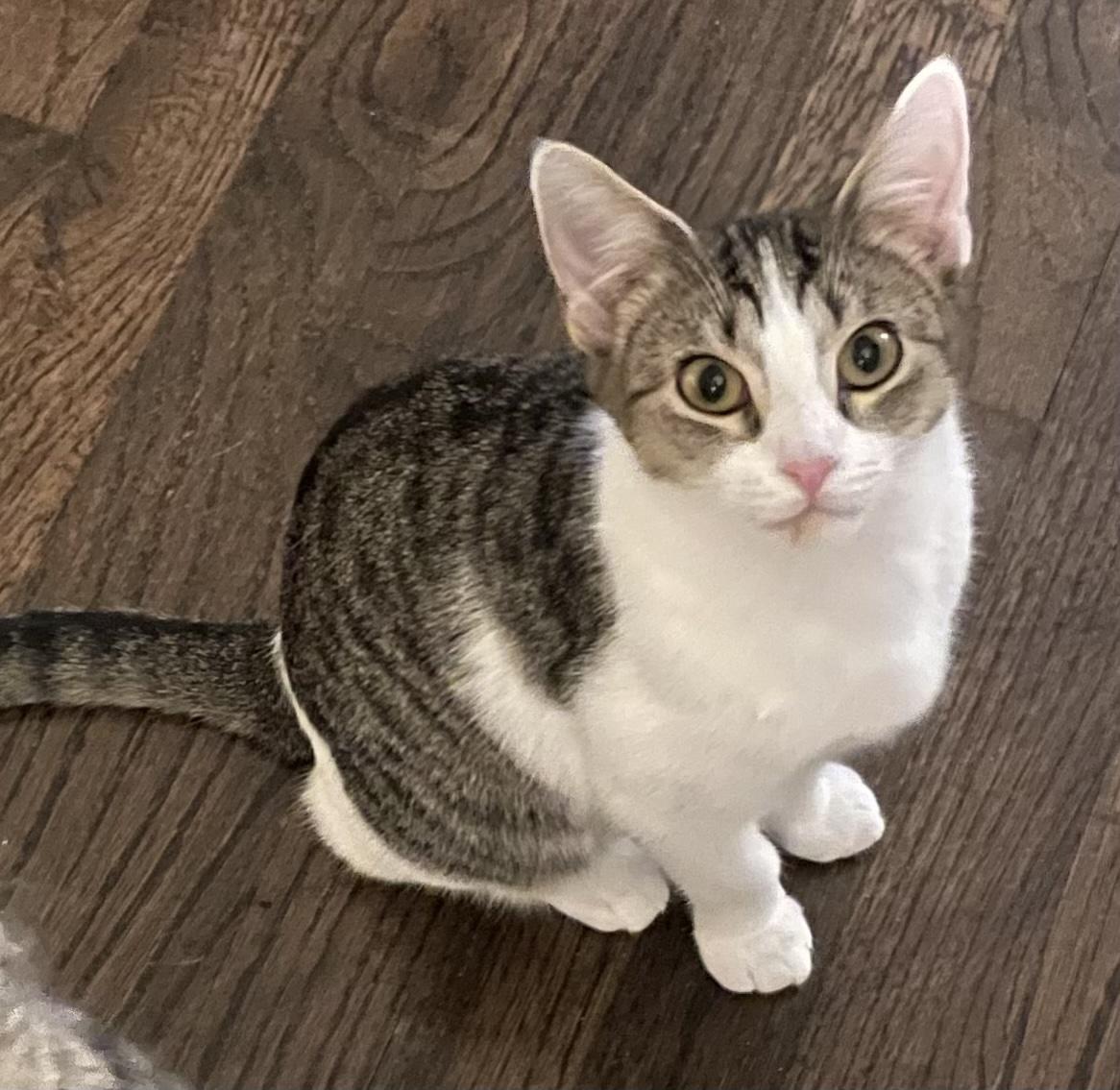 Winter, a ADOPTABLE Domestic Short Hair in Brooklyn, NY image 4/5