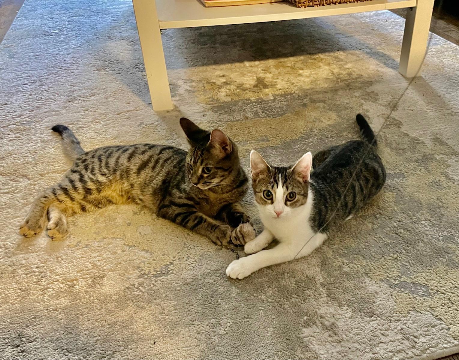 Enlarge Winter, a ADOPTABLE Domestic Short Hair in Brooklyn, NY image 2/5