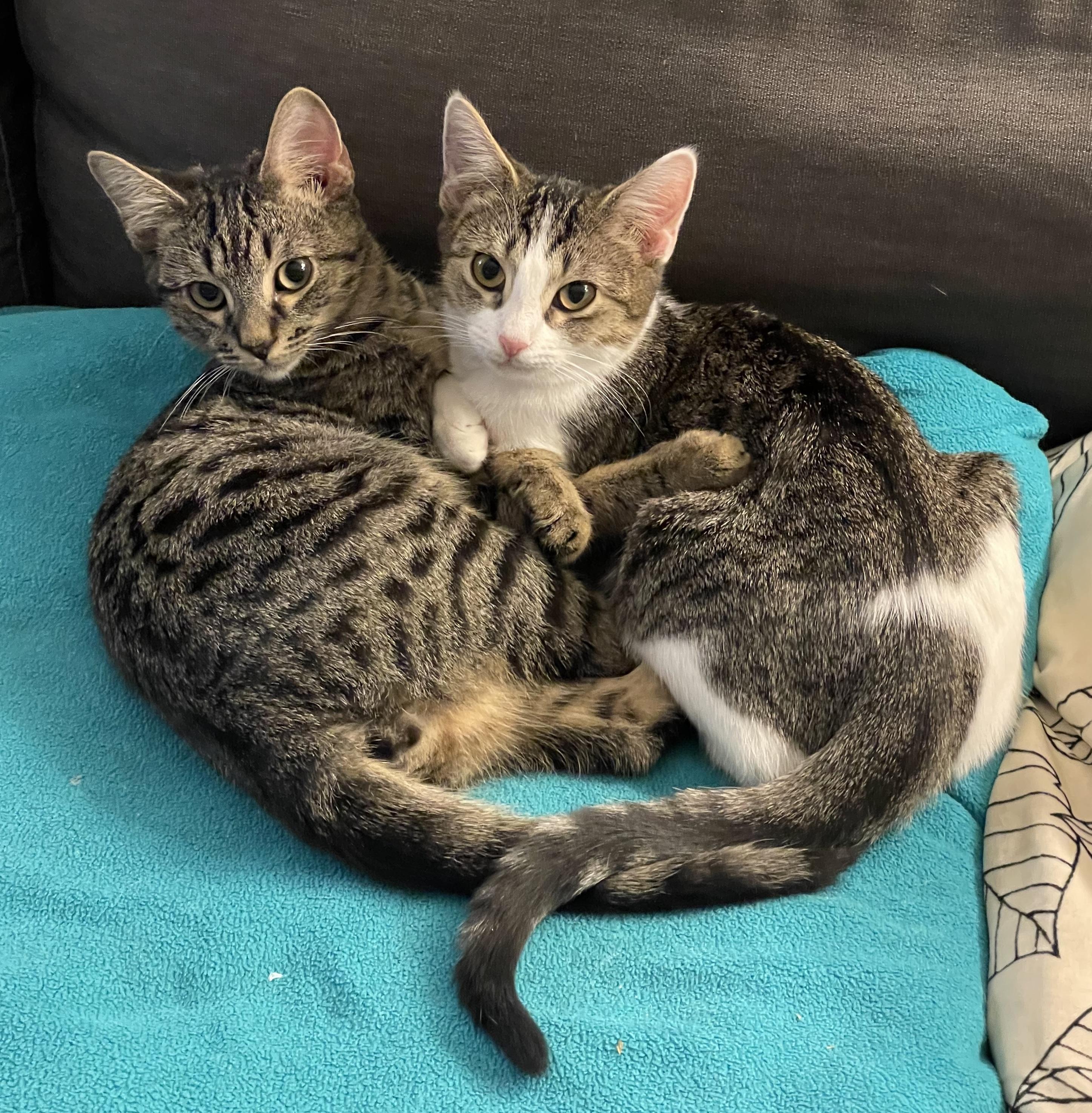 Enlarge Winter, a ADOPTABLE Domestic Short Hair in Brooklyn, NY image 4/5