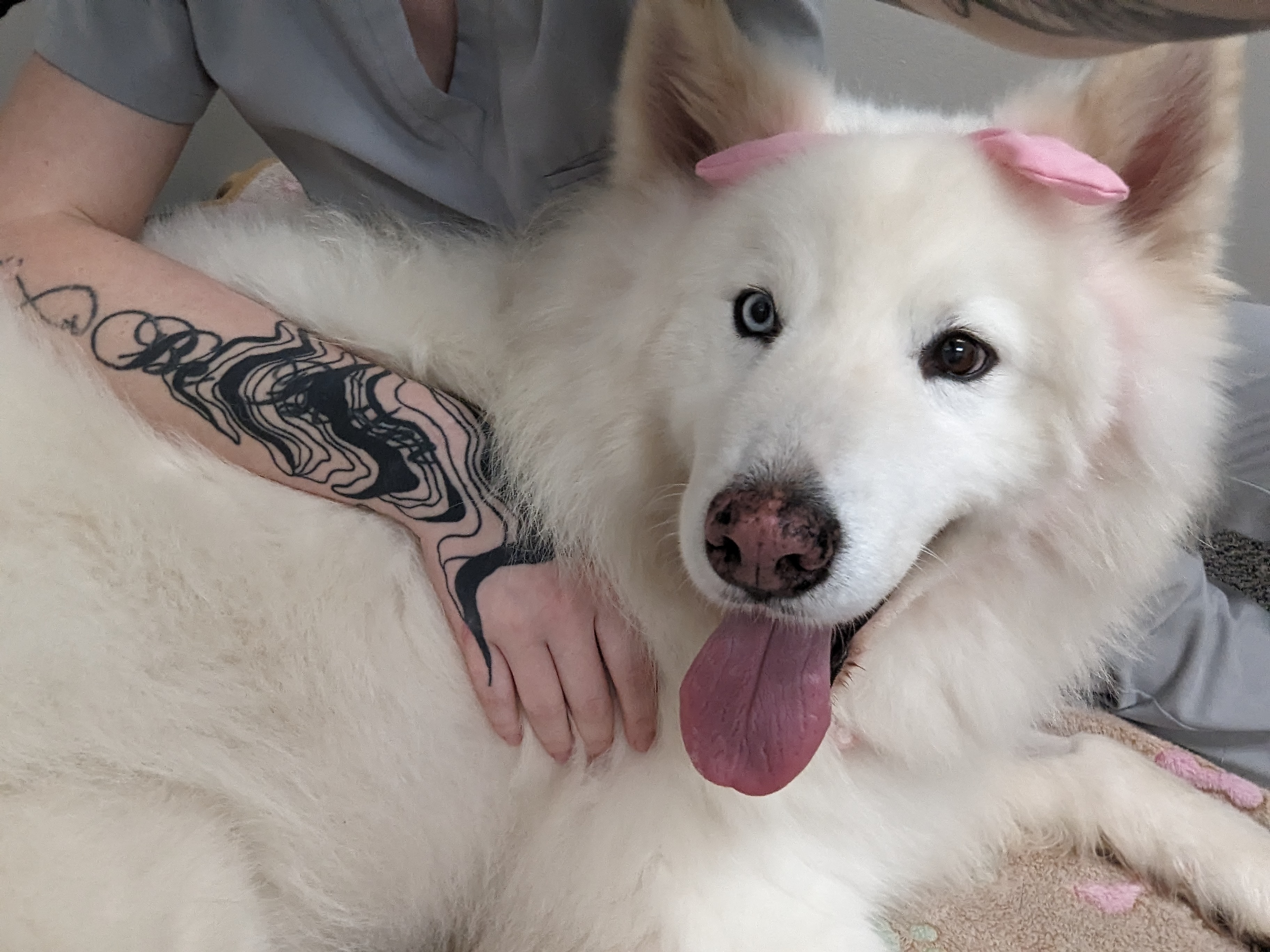 Enlarge Fort Yukon, a Adopted Samoyed in angleton, TX image 2/6