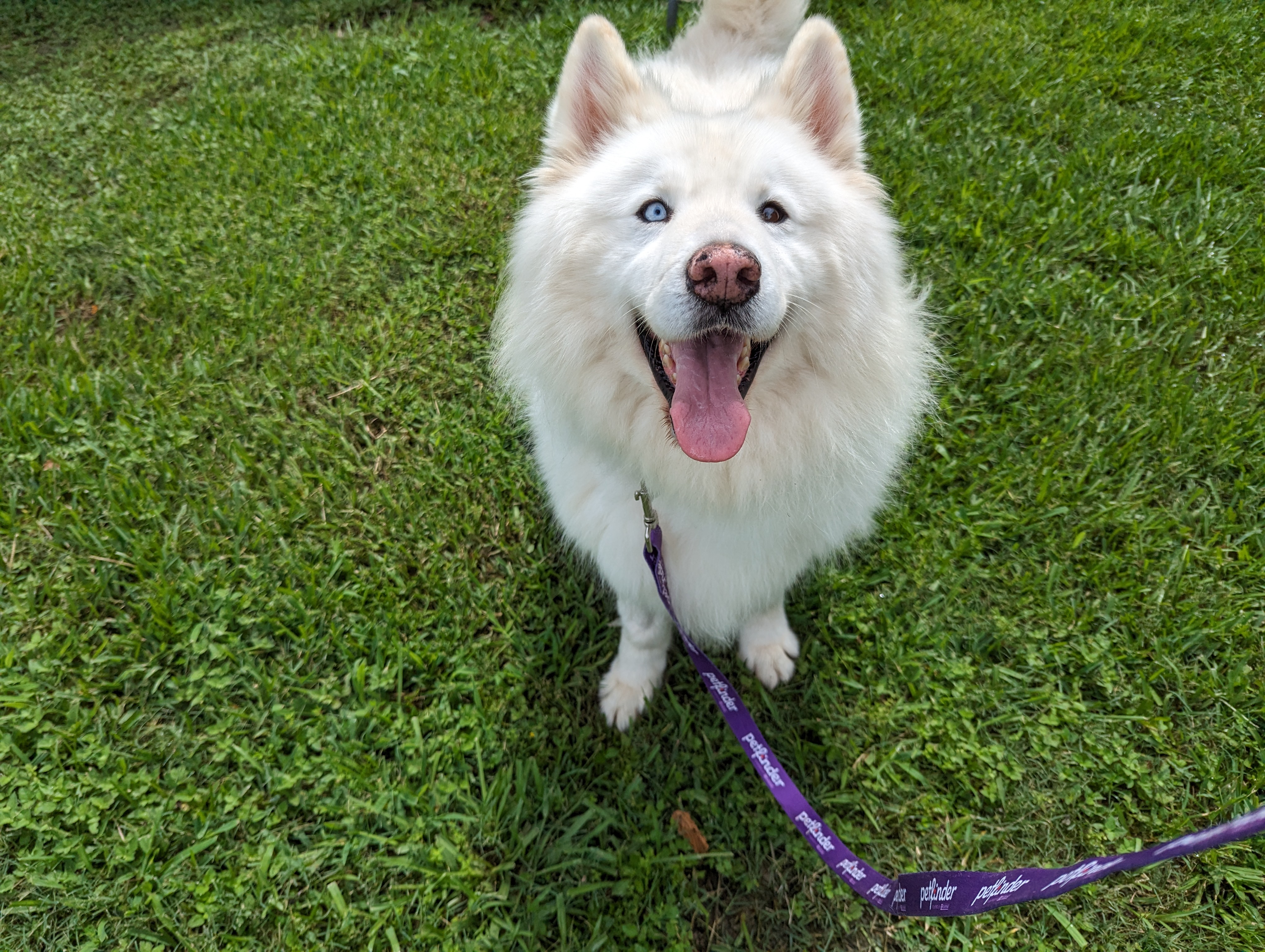 Enlarge Fort Yukon, a Adopted Samoyed in angleton, TX image 3/6
