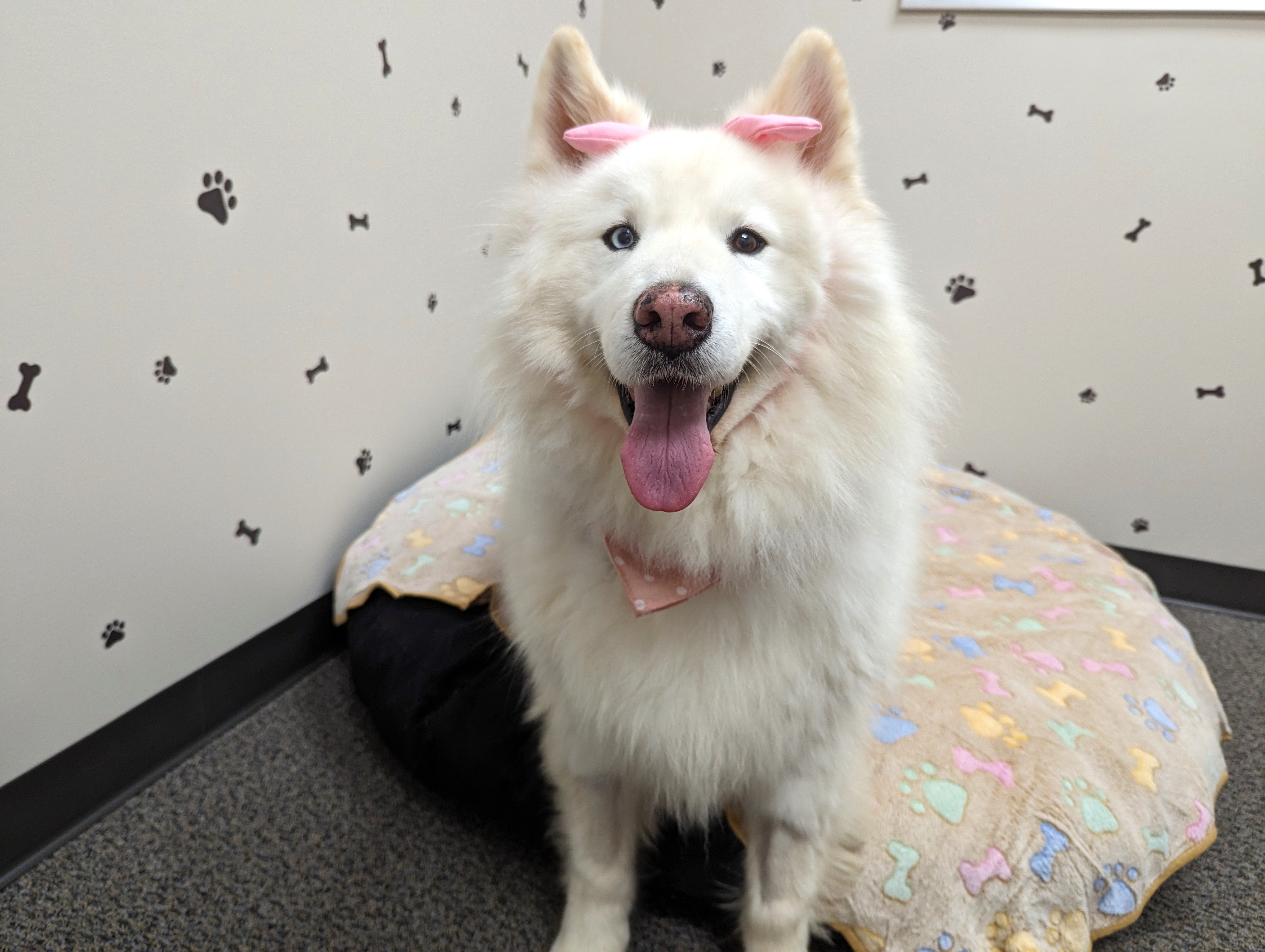 Enlarge Fort Yukon, a Adopted Samoyed in angleton, TX image 1/6