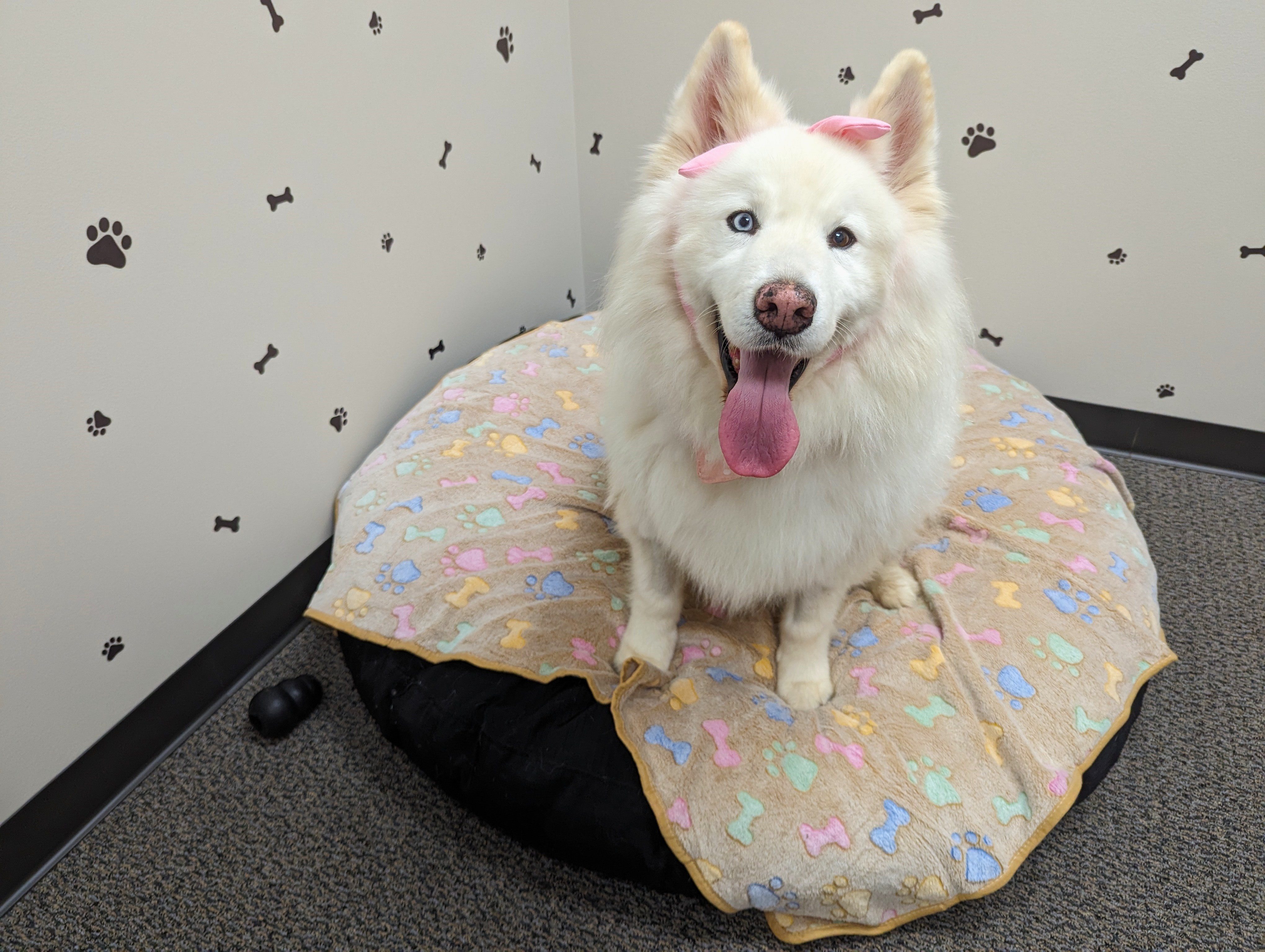 Enlarge Fort Yukon, a Adopted Samoyed in angleton, TX image 4/6
