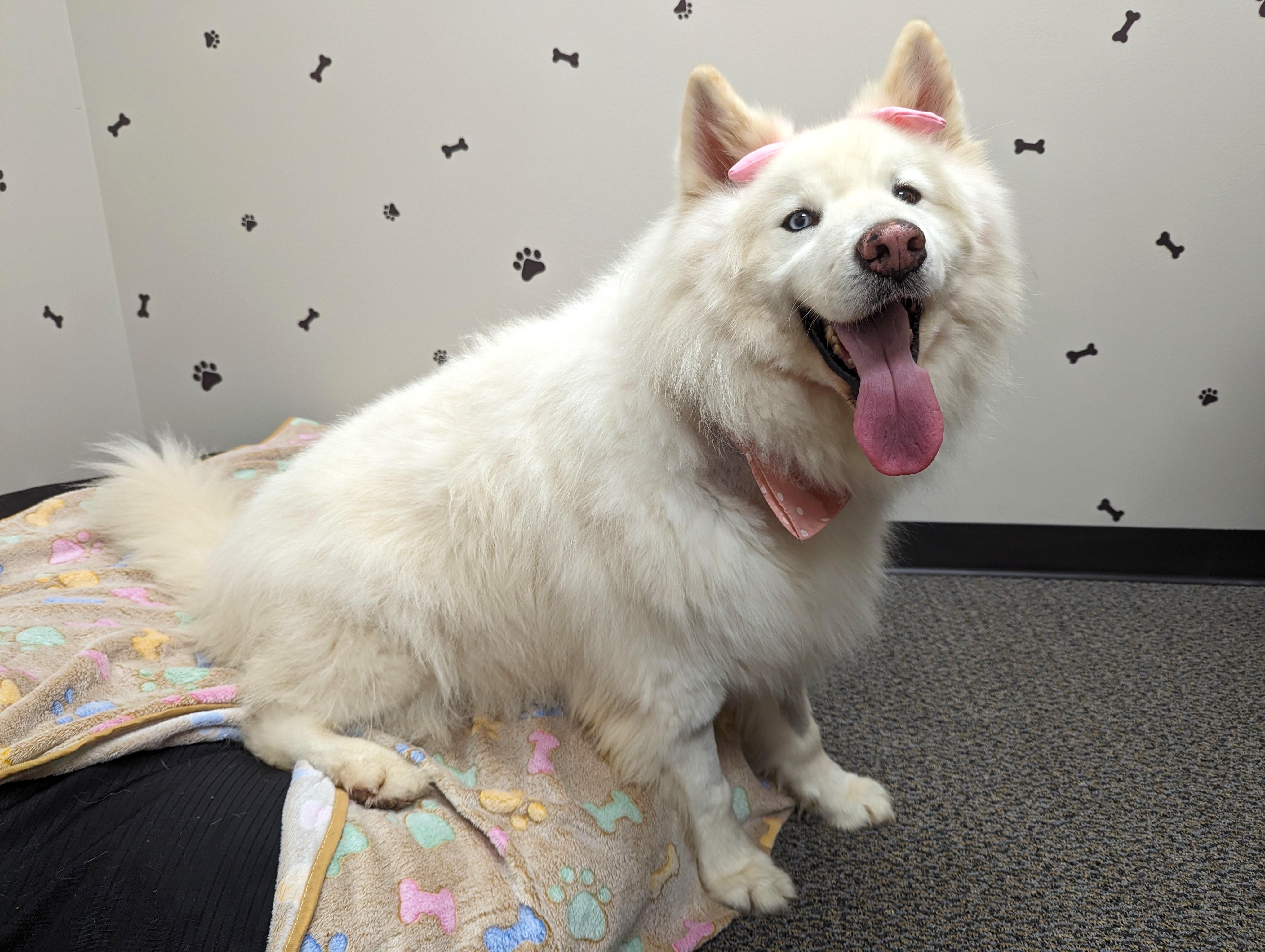 Enlarge Fort Yukon, a Adopted Samoyed in angleton, TX image 5/6