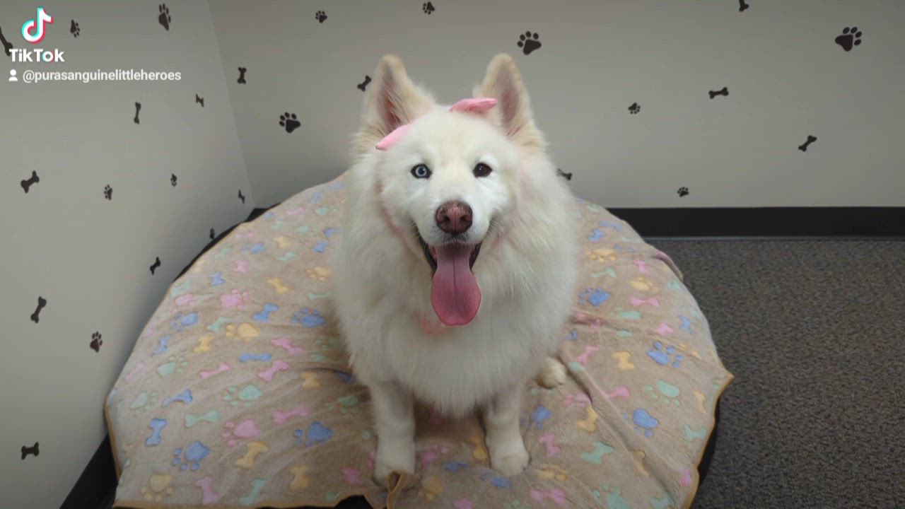 Enlarge Fort Yukon, a Adopted Samoyed in angleton, TX video 6/6