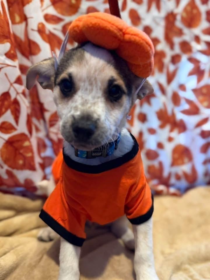 Enlarge Eraser, a Adoptable mixed breed in Scranton, PA image 1/1