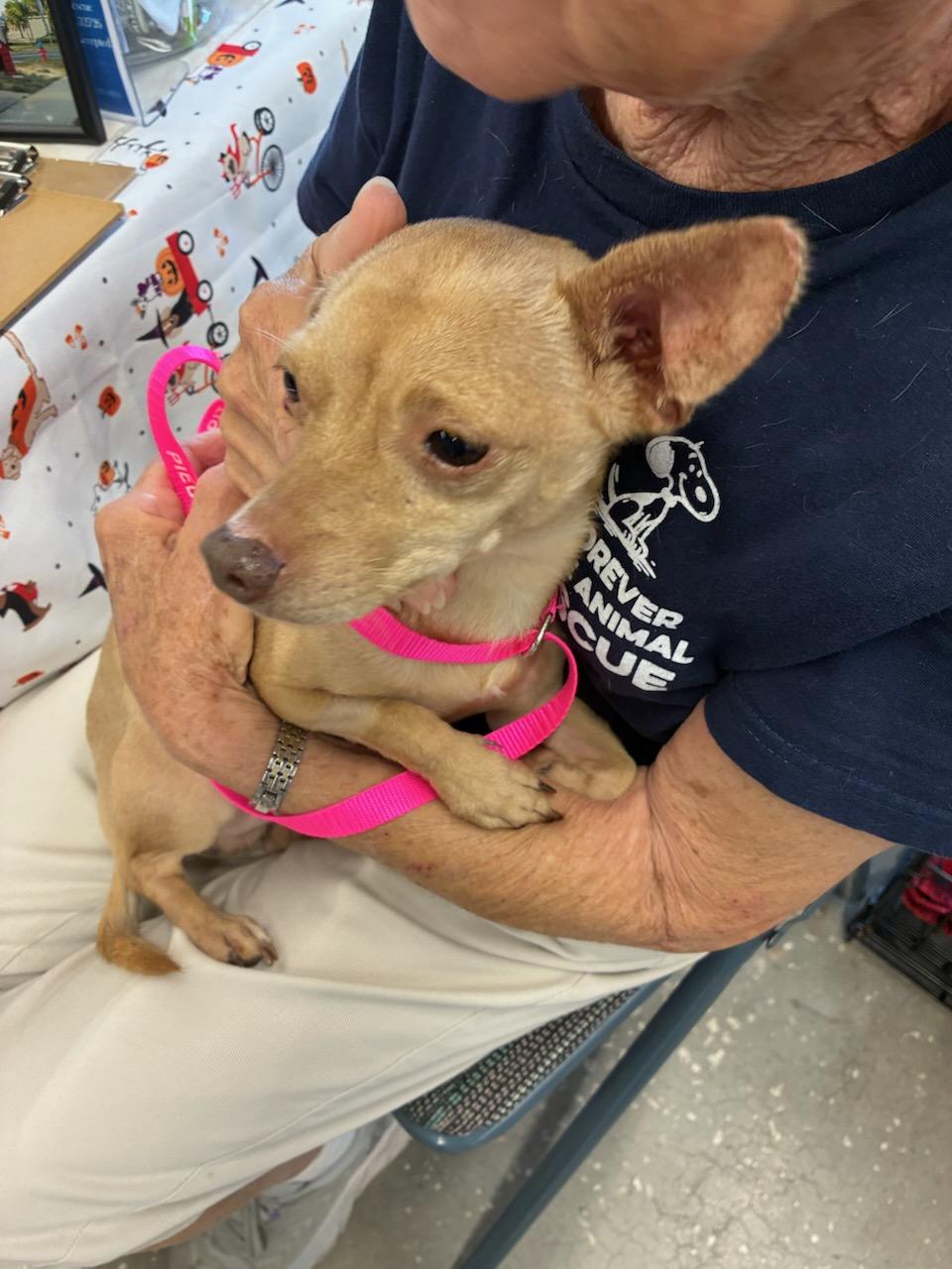 Bugs & Nugget, a Adoptable mixed breed in Eustis, FL image 4/5