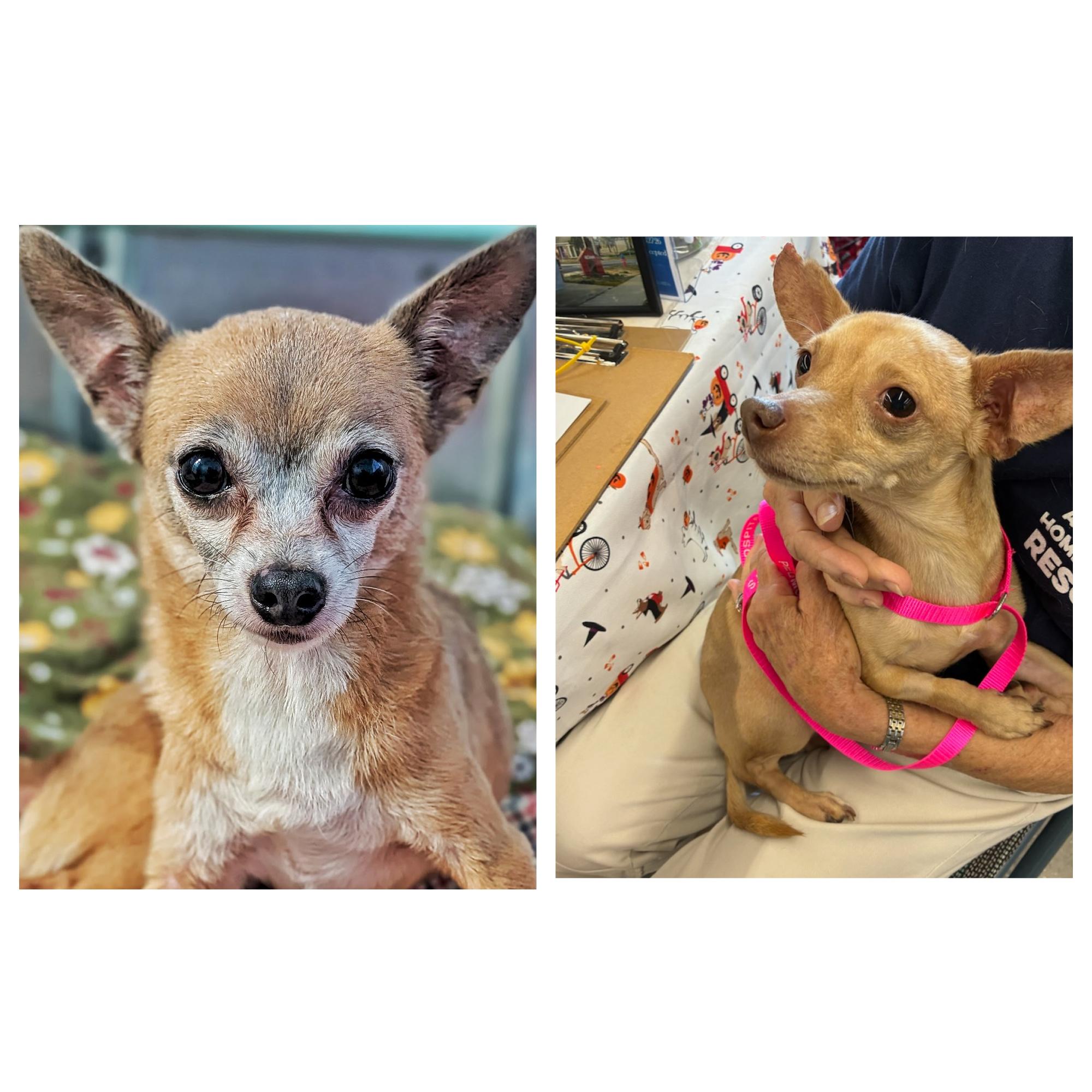 Bugs & Nugget, a Adoptable mixed breed in Eustis, FL image 1/5