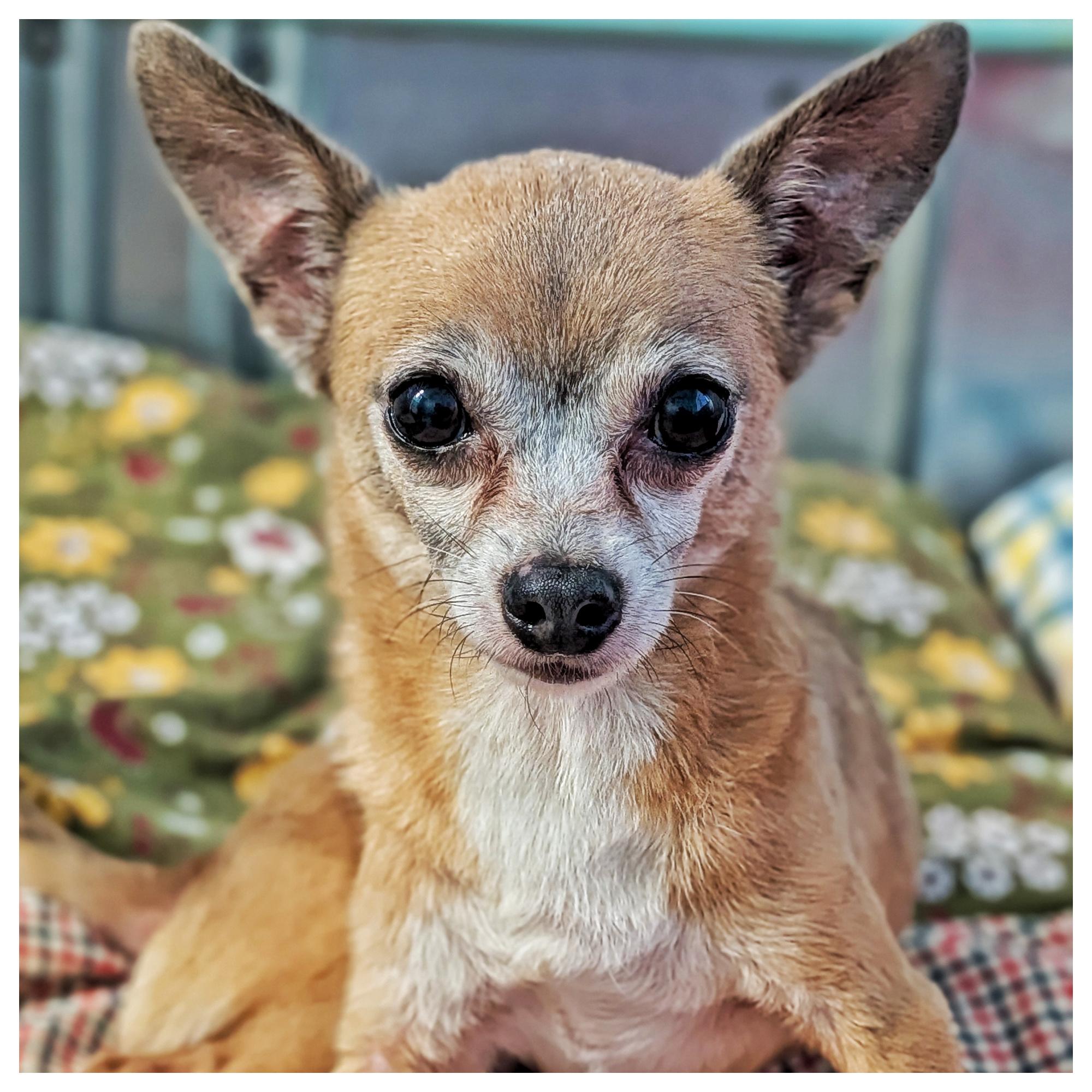 Bugs & Nugget, a Adoptable mixed breed in Eustis, FL image 2/5