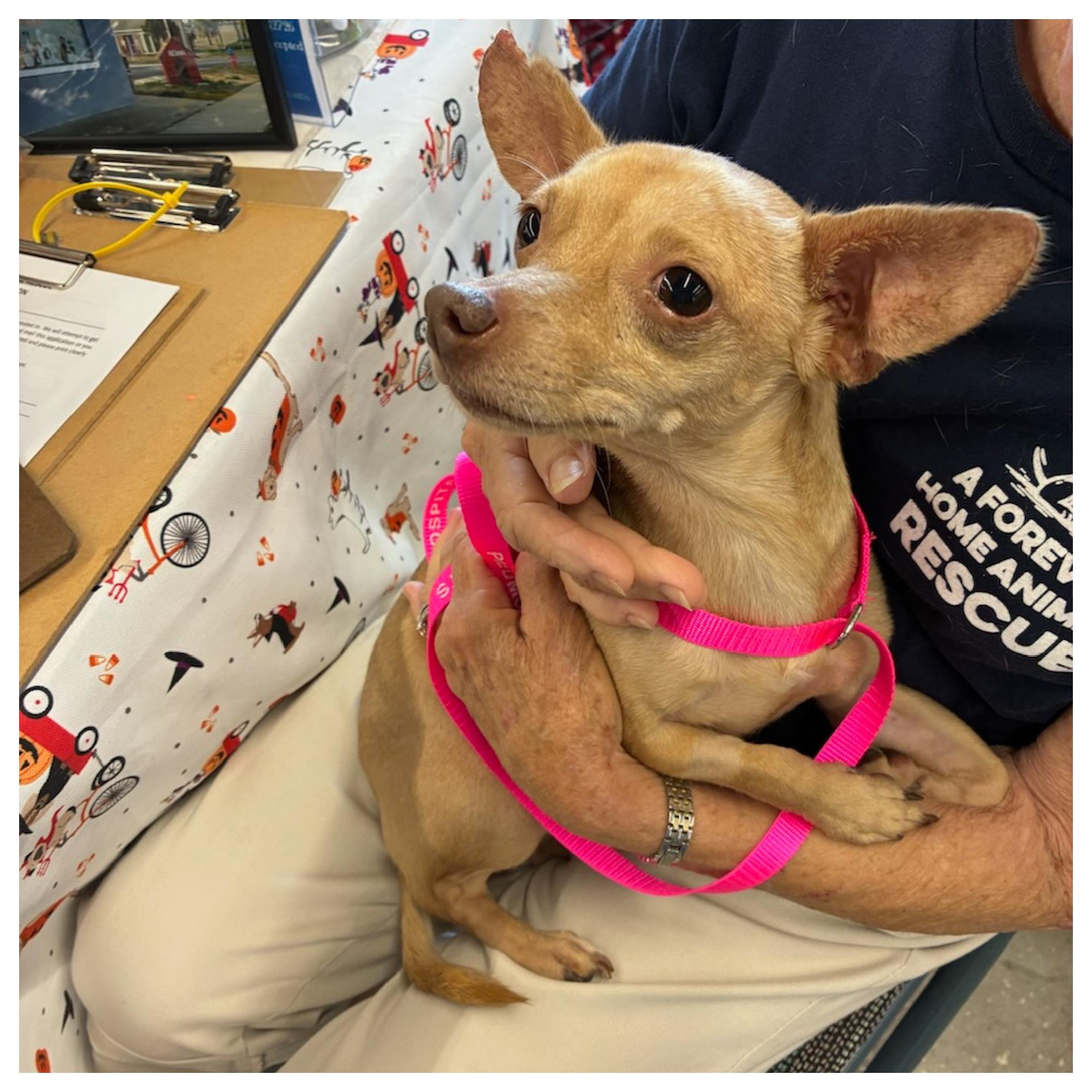 Bugs & Nugget, a Adoptable mixed breed in Eustis, FL image 3/5