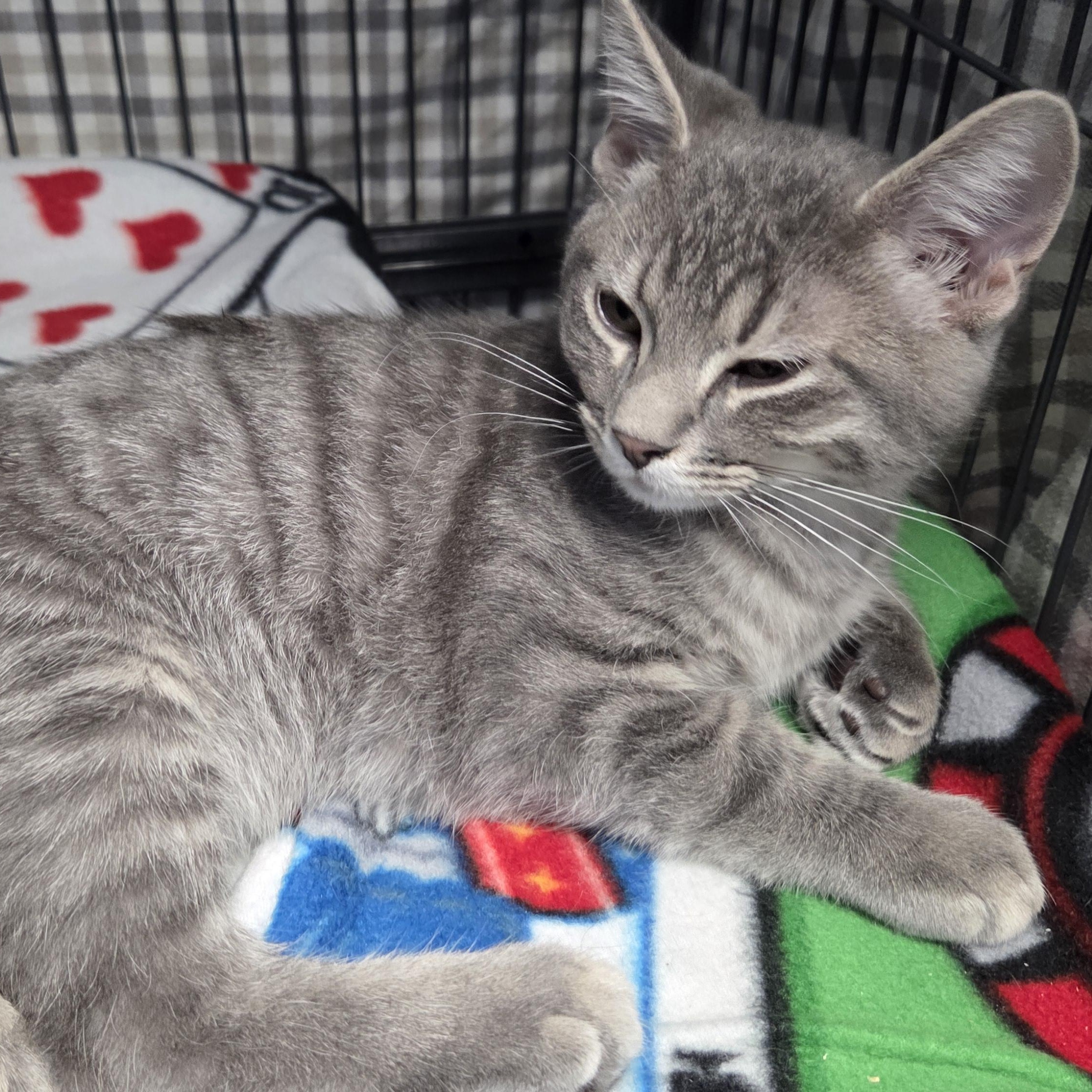 Winsten, adopted, Young Male Domestic Short Hair.